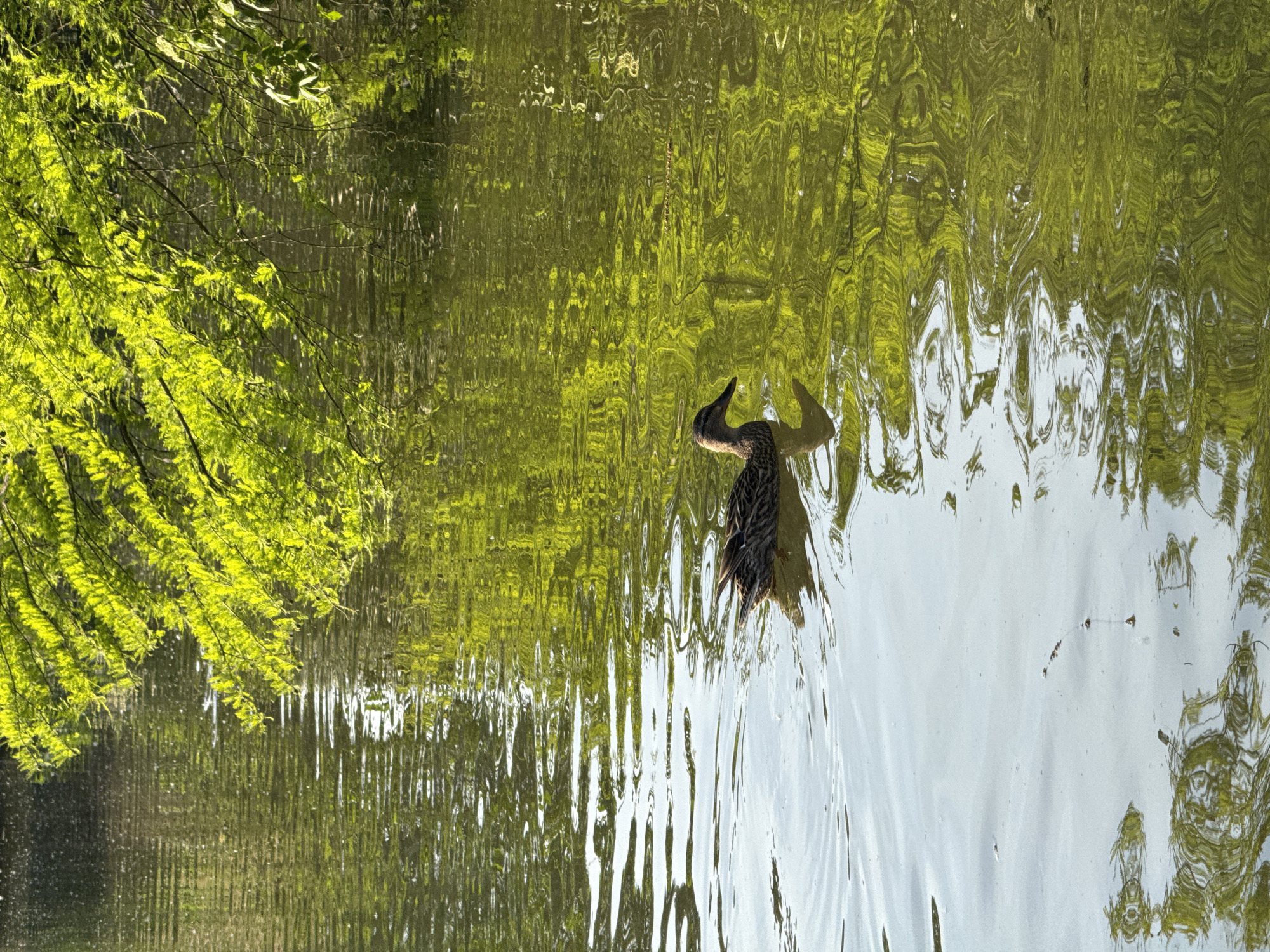 The image captures a serene natural scene featuring a dark-feathered bird swimming in a body of water, flanked by vibrant green foliage. The bird, which appears to be a duck or cormorant, is seen moving horizontally across the water, its head and upper body visible, creating gentle ripples on the surface. Its plumage is predominantly dark brown or black.
To the left side of the frame, lush, bright green foliage from overhanging trees or bushes creates a striking contrast with the water. The intense, almost neon green color of the leaves suggests strong sunlight illuminating them. This foliage, along with patches of bright sky, is vividly reflected in the calm water. The water's surface is textured by subtle ripples and the bird's movement, causing the reflections to appear as abstract, wavy patterns of bright green, darker green, and white.
The lighting indicates a clear, sunny day, enhancing the luminous quality of the foliage and the reflectivity of the water. The overall setting evokes a peaceful outdoor environment, possibly a pond or a quiet section of a canal or lake within a park, consistent with locations found in Milan, Italy. There are no human subjects or visible text in the image.