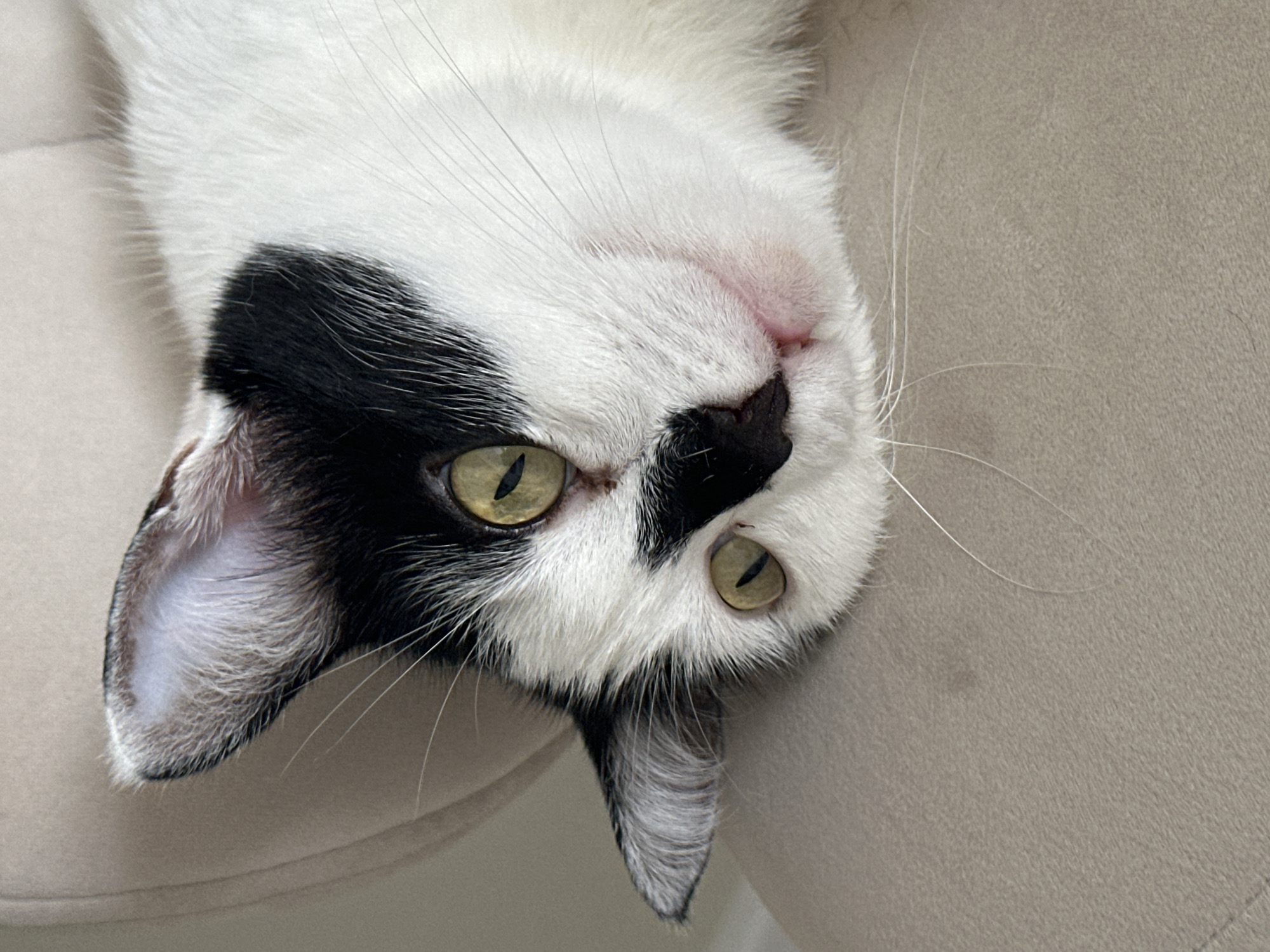 A black and white cat is lying on a beige cushioned surface, possibly a sofa or chair. The cat's head is tilted to the side, with its face facing the camera. Its eyes are wide open and have a green-yellow hue. The cat has distinct black markings around its eyes and on its head. Its ears are pointed upwards, and its whiskers are spread out. The background is a soft, neutral color, providing a gentle contrast to the cat's fur. There is no indication of the location being in Kokshetau, Kazakhstan, or any other specific urban setting. The scene is a close-up of the cat's face, focusing on its features and relaxed posture.