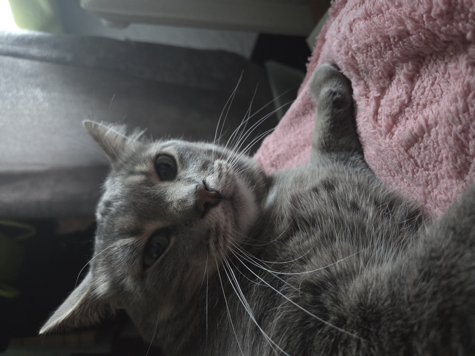 A gray cat is lying on a pink towel. The cat is looking at the camera. The cat is lying indoors.