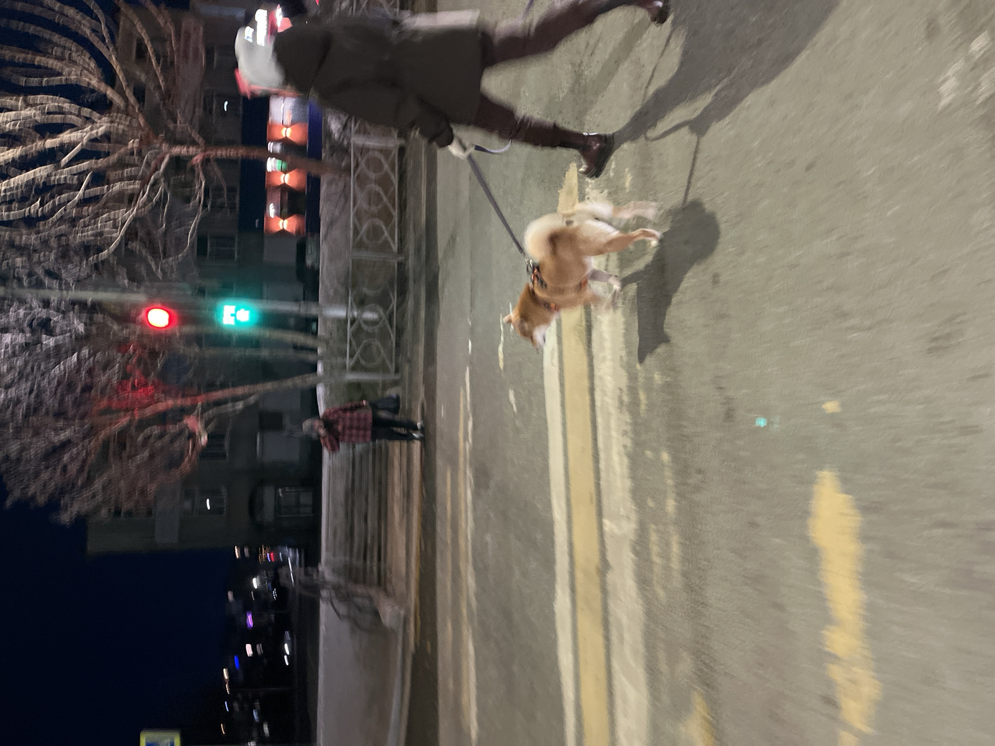 A blurred, slightly off-kilter nighttime street scene shows a person walking a dog. The person is wearing a knee-length coat and dark shoes and is holding a leash connected to the dog. The dog is a medium-sized, light-colored breed, possibly a Shiba Inu, and appears to be running or walking quickly.
In the background, there are buildings, trees, and a traffic light showing a green light. Pedestrians are walking on the far side of the street. The street surface has painted yellow lane markings.
Based on the architecture and street lighting, the location might be Petropavlovsk-Kamchatsky, Russia. The overall scene indicates an urban environment during the evening or night.