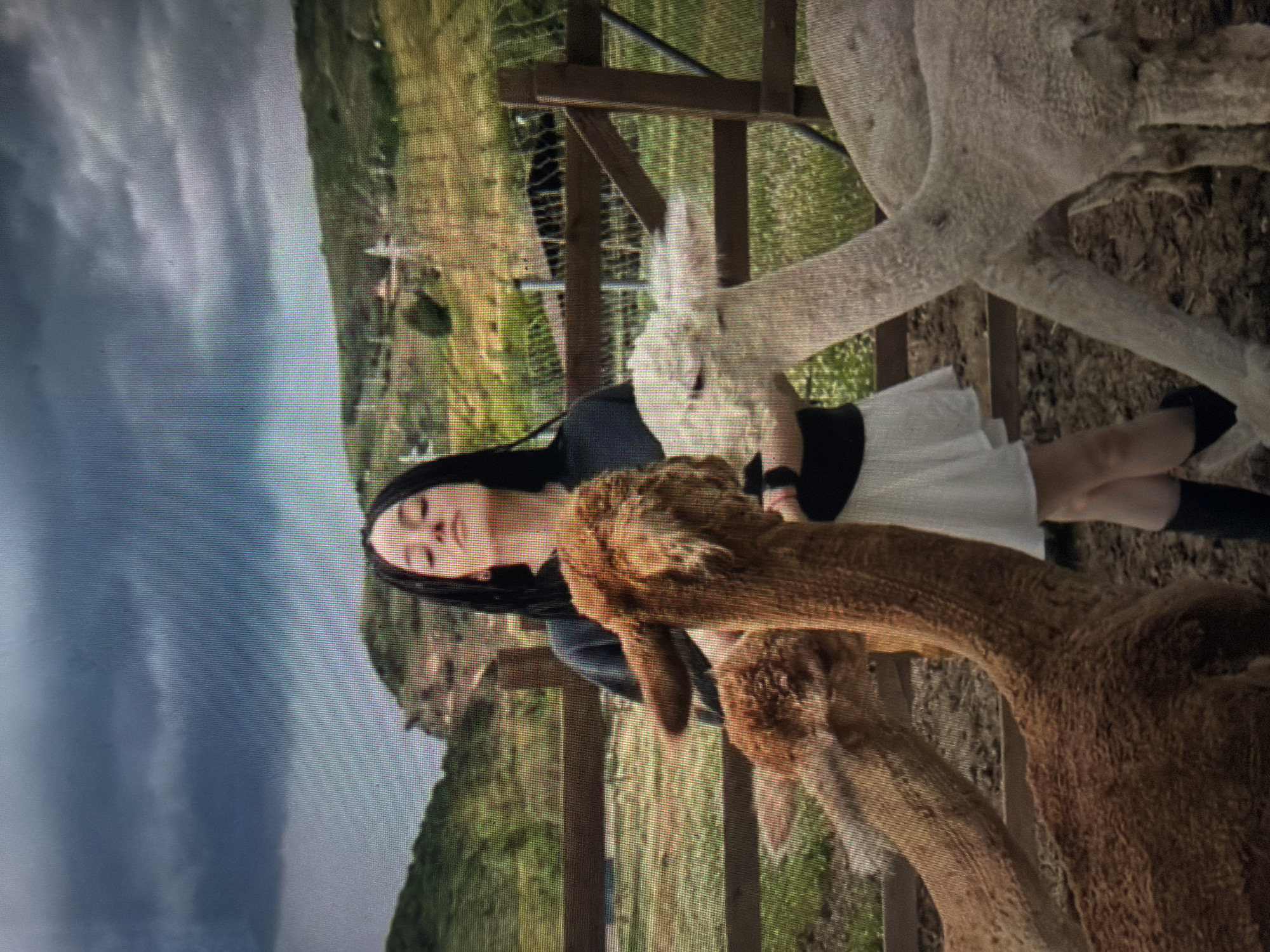 The image displays a young individual interacting with multiple alpacas within a fenced enclosure in a rural area of Shumen, Bulgaria. The central figure, a person with long, dark hair, stands with their head tilted upwards and eyes closed, exhibiting a serene facial expression. They are dressed in a dark short-sleeved top, a white pleated mini-skirt, and dark knee-high socks or boots. Their right arm is positioned near the head of a white alpaca.
Three alpacas are clearly visible in the foreground: two brown alpacas on the left, with their heads close together, and one white alpaca on the right, facing the central figure. A fourth, white alpaca is partially obscured behind the one on the right. The ground within the enclosure is comprised of dry earth and minimal vegetation. A wooden fence bisects the scene horizontally. Beyond the fence, the background reveals rolling green hills and distant structures under a heavily overcast sky dominated by dark, dense clouds.