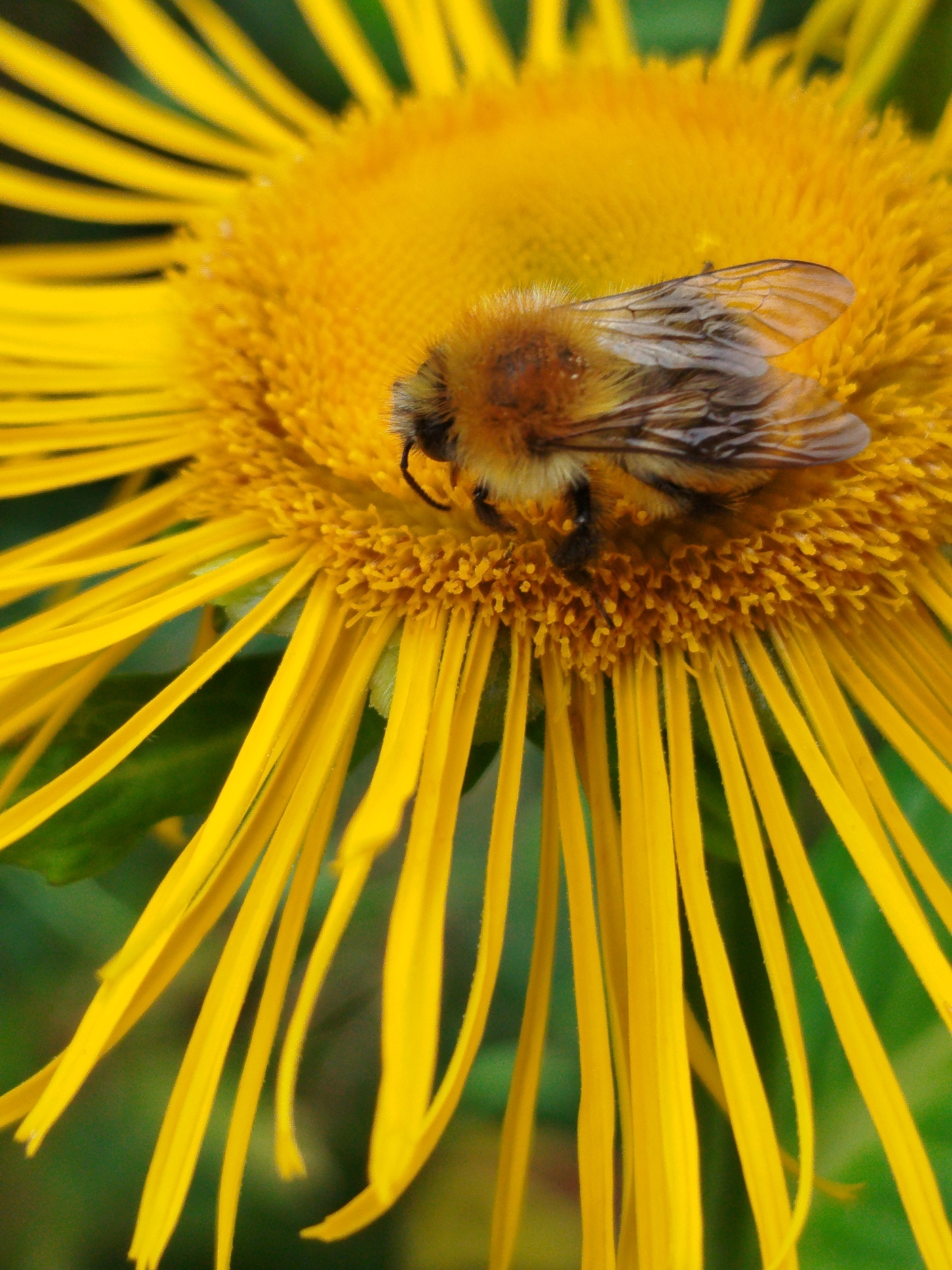 A close-up, macro shot captures a bumblebee with fuzzy, segmented brown and black fur, and translucent wings, resting on the center of a bright yellow flower. The flower has numerous thin, ray-like petals extending outwards from a densely packed central disc, all in vibrant yellow hues. The background is a soft, blurred green, suggesting foliage. The image is a natural scene, likely in an outdoor environment, and there is no indication of an urban setting or specific location within Чкаловское Снт, Russia. The lighting suggests daylight.