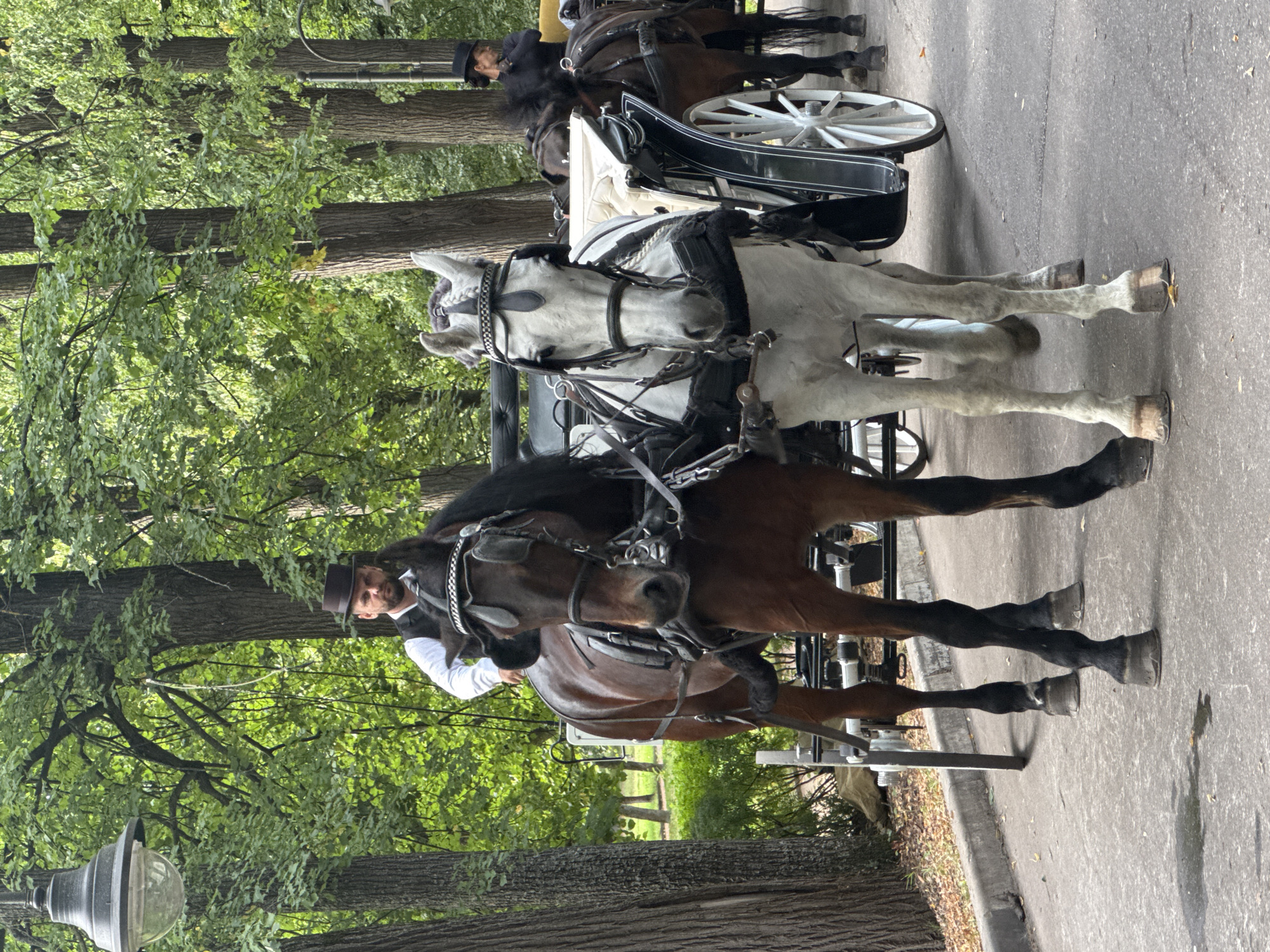 Two horses, one brown and one white, are harnessed to a carriage in Arkhangel'skoye, Russia. A man in a white shirt and vest, wearing a dark hat, sits on the carriage behind the brown horse, holding the reins. The white horse is positioned in front of the carriage, and its head is turned towards the camera. The carriage has large spoked wheels. Behind the main carriage, another carriage is visible, also with horses. The scene is set in a park-like environment with mature trees and foliage. The ground is paved, and there are fallen leaves scattered on it. The lighting suggests it is daytime.