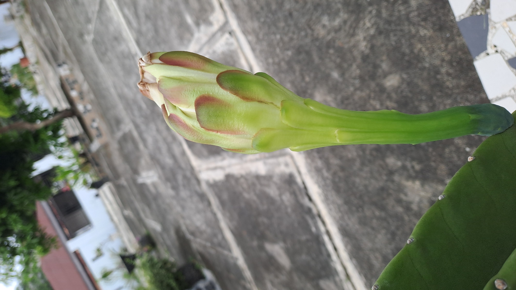 A dragon fruit flower bud, partially opened, is the primary subject of this close-up outdoor photograph. The bud is a vibrant green with streaks of red and maroon on its outer bracts. It is positioned in the lower right quadrant of the frame, extending upwards. A portion of a green cactus pad, with small white spines, is visible in the lower left corner. The background consists of a gray, concrete-tiled ground with distinct linear patterns, suggesting an outdoor patio or walkway. In the blurred distance, a white building with a red roof and some greenery can be observed. The image appears to be taken in a residential area within Julicotmeurak, Indonesia, given the architectural style and vegetation common to the region. There are no people or animals visible in the frame, and no discernible action is taking place. The lighting suggests an overcast or shaded environment.