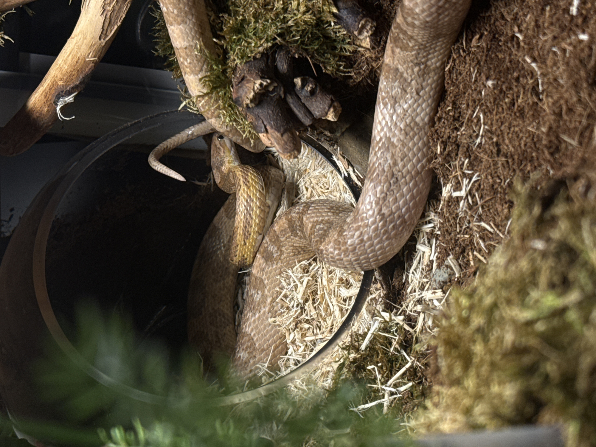 This is a close-up, eye-level, indoor photograph of a snake coiled within a terrarium. The snake is light brown with darker brown diamond-shaped markings on its back and appears to be a juvenile. Its head is raised, and it is looking towards the right side of the frame. The snake is resting on a substrate of hay and moss, with several pieces of wood and a dark, curved object, possibly a hide or tunnel entrance, also visible in the enclosure. The lighting is dim, creating shadows and highlighting the texture of the snake's scales and the surrounding materials. No people or specific geographical features are identifiable. The location is not specified as being in the city of Cork, Ireland.