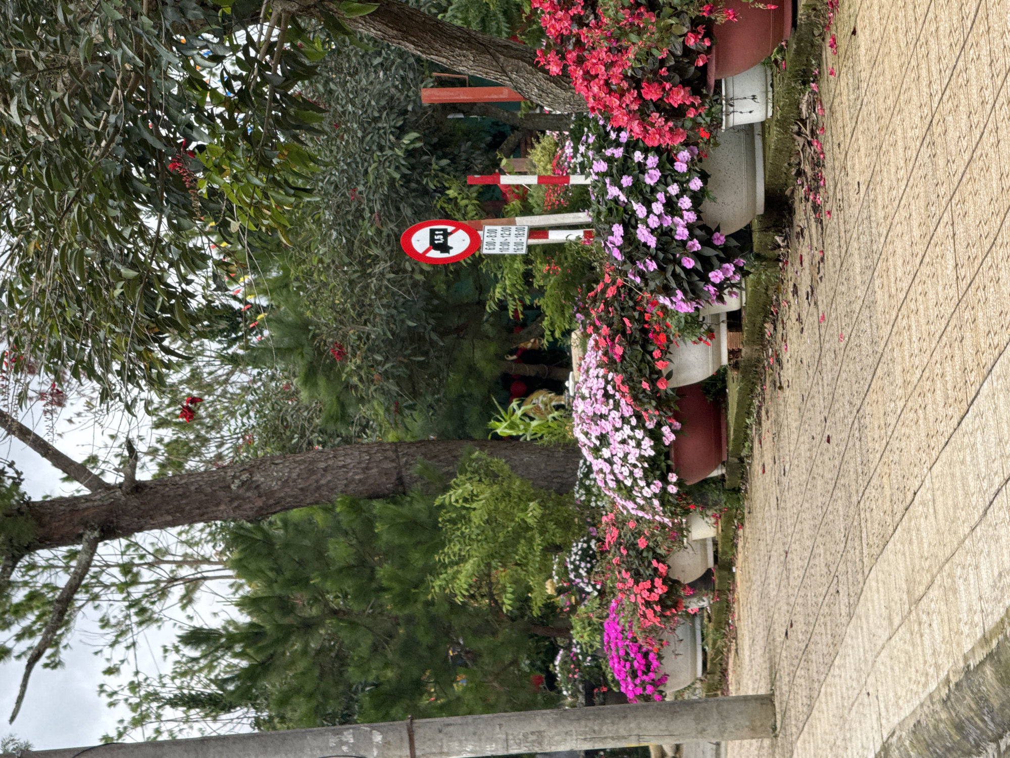 The image shows a picturesque scene in Da Lat, Vietnam, likely along a sidewalk in a park or residential area known for its floral displays. The foreground is dominated by a paved walkway with a textured, patterned surface, leading the eye towards a row of large planters overflowing with vibrant flowers. These flowers are a mix of pinks, purples, and reds, creating a lush and colorful border. Beyond the planters, a variety of trees and lush greenery form a dense backdrop. A tall, thick tree trunk is prominent on the left side of the image, while other trees with dark green foliage and some with lighter green leaves are visible. In the mid-ground, a road sign with a red circle and a diagonal bar over a truck symbol indicates a weight restriction, along with a schedule of restricted hours in Vietnamese text. Red and white striped poles, possibly part of a temporary barrier or decoration, are also visible near the sign. The sky is overcast, suggesting a cloudy or misty day, which is characteristic of Da Lat's climate. No people are visible in the frame. The overall impression is one of a well-maintained, naturalistic urban landscape that prioritizes the display of flora.