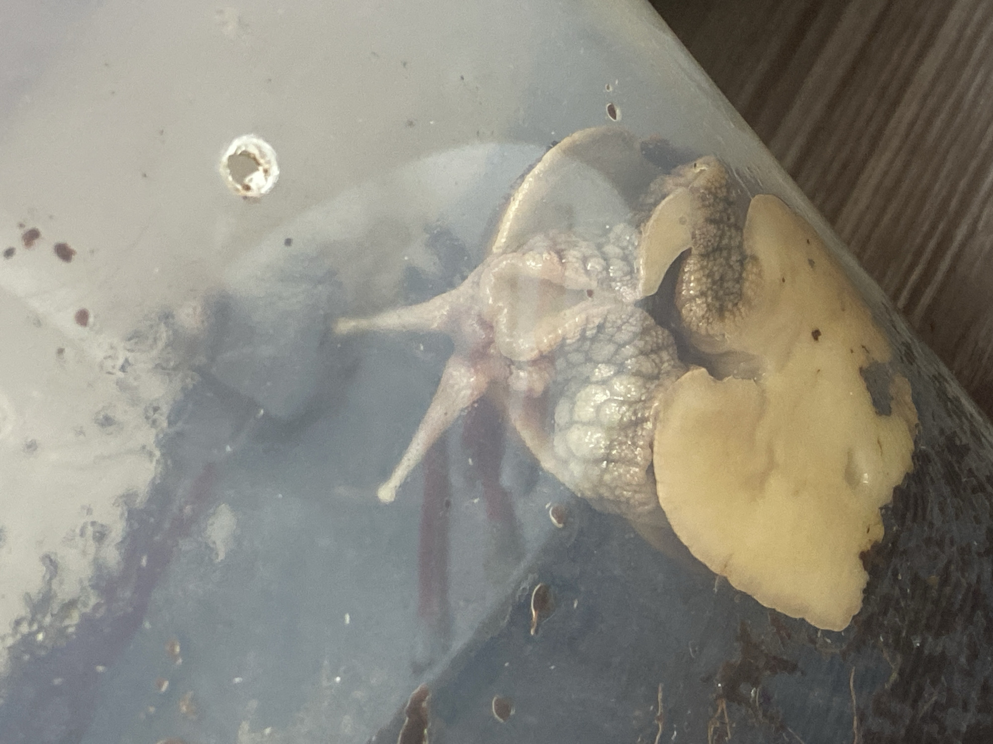 The image shows a close-up view of a snail inside a clear plastic container. The snail's body is visible, with its tentacles extended and its foot pressed against the container's wall. A piece of food, possibly a slice of vegetable, is also present in the container. The background is blurry, but appears to be a wooden surface. The location is identified as Дьяково, Russia, however, no contextual information is available to support this claim within the image itself.