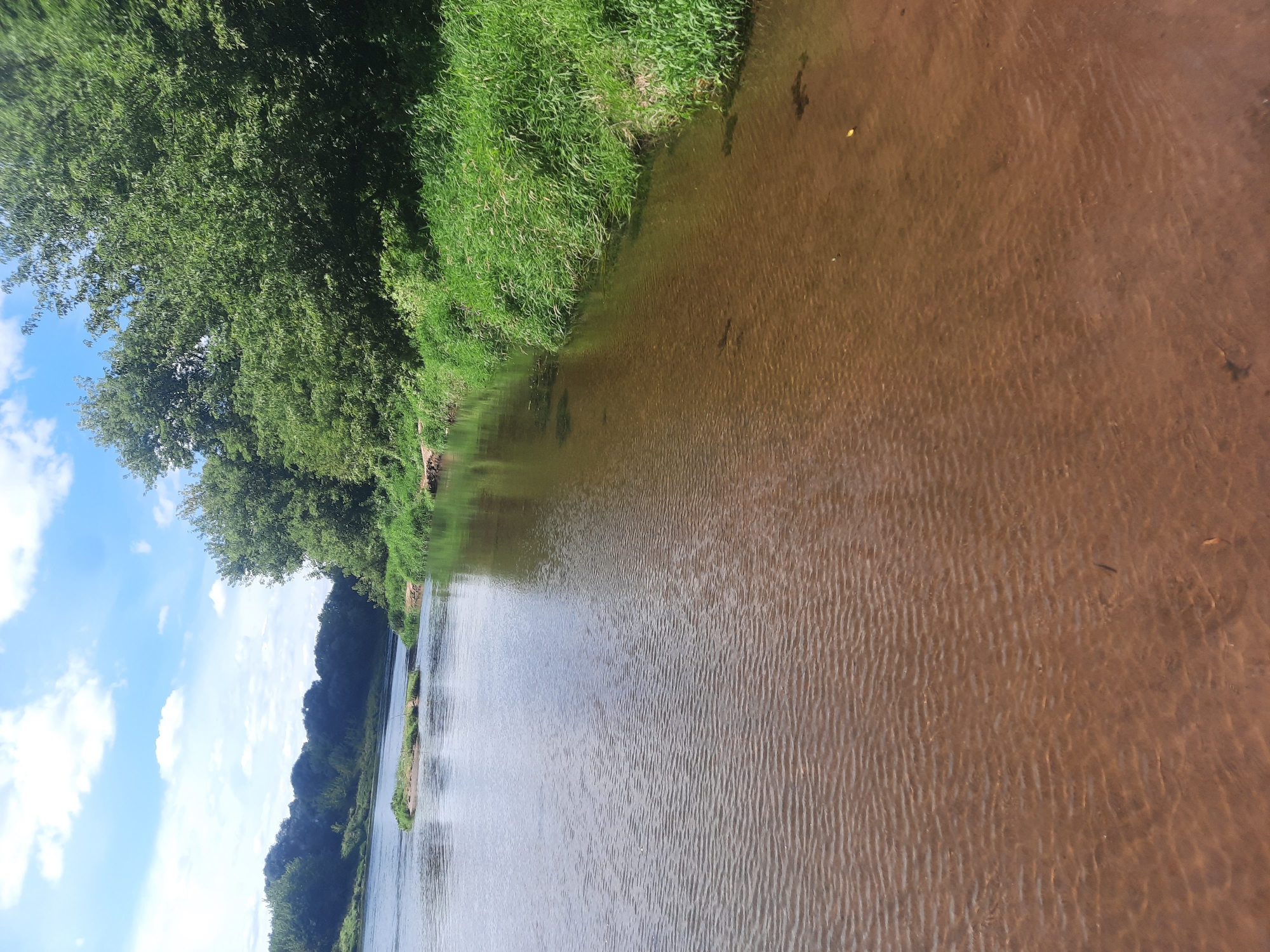 The image depicts a serene natural landscape by a river. The river occupies the foreground, its surface rippled and reflecting the sunlight. The water appears shallow in places, revealing a sandy bottom. On the right bank, lush green grass and dense trees form a thick embankment. In the background, more trees line the opposite bank of the river, with a small sandy islet visible in the water. The sky above is a clear blue, dotted with fluffy white clouds. The overall scene suggests a tranquil summer day in a rural or natural setting. This scene is located in the city of Shklov, Belarus.