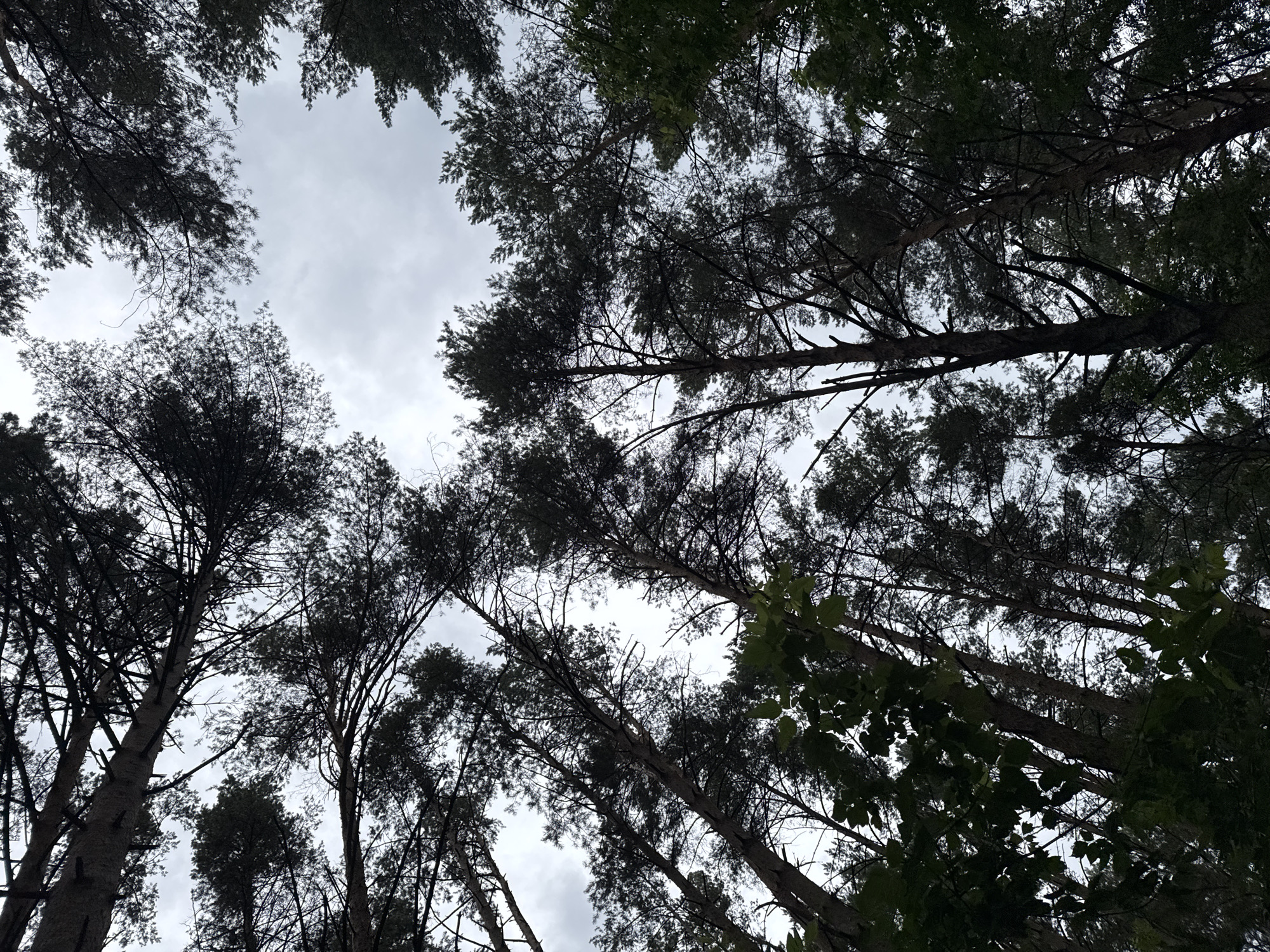 A low-angle shot looks up through the canopy of tall pine trees, their dark needles silhouetted against a cloudy, overcast sky. The trees are densely packed, with some branches reaching across to interlace with others, creating a dark, almost claustrophobic, yet natural, overhead scene. The trunks are thick and rough-barked, stretching upwards out of frame. The lighting is dim, suggesting it's either early morning or late afternoon, or a particularly cloudy day. There are no people or man-made objects visible in this natural setting. This image was taken in the city of Chaikovsky, Russia, likely in a park or forested area.