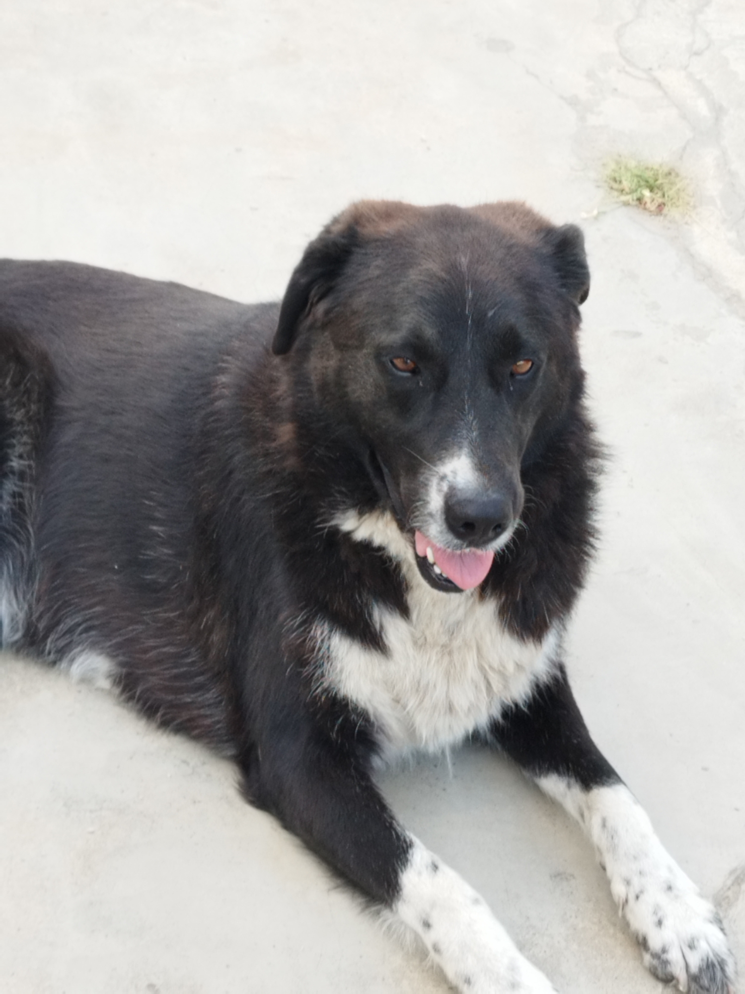 A black and white dog is lying on a light-colored surface. The dog has a white chest and white markings on its paws. Its tongue is visible, and its mouth is slightly open. The background is a plain, light-colored surface, possibly concrete, with a small patch of dry grass in the upper right corner. There are no people or any other objects in the scene. The image does not provide any information that can be used to determine its location in Bucharest, Romania.