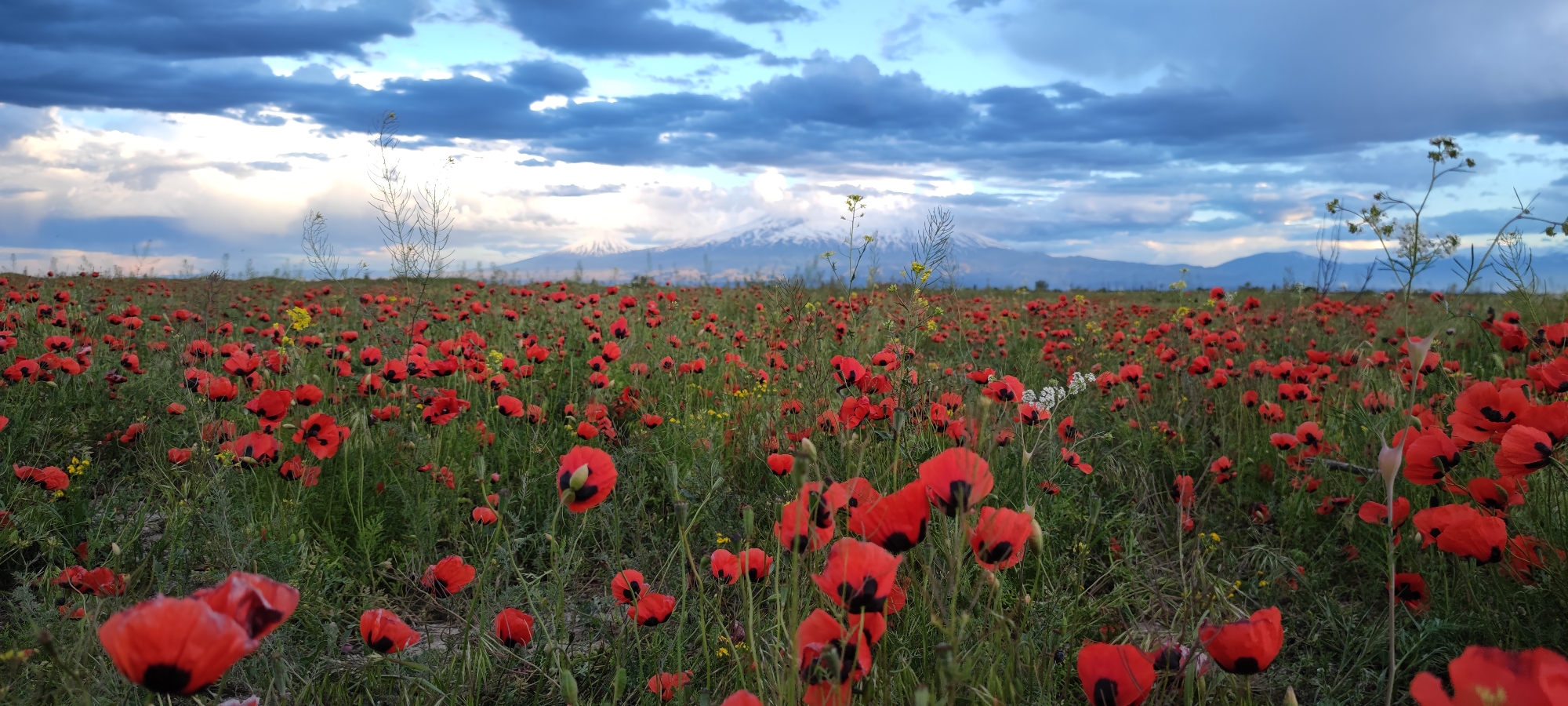 The image shows a field of red poppies with sparse yellow and white wildflowers. In the background are two snow-capped mountains, Mount Ararat, under a cloudy sky. The location is near Voskehat, Armenia.