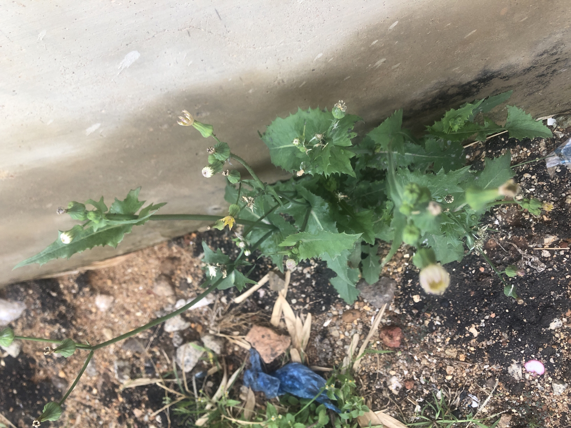 This image shows a close-up view of a plant growing near a concrete wall. The plant has green, jagged leaves and small, white and yellow flowers, some of which are budding. The ground around the plant is a mix of soil, gravel, and debris, including what appears to be a piece of blue plastic and some dry leaves. The concrete wall is textured and discolored in places, with some dark marks. The setting is outdoors, with sunlight illuminating the scene. The image does not provide enough information to determine the specific location within Bar Jirgi Summa, Nigeria. There are no people, animals, or vehicles present in the image.