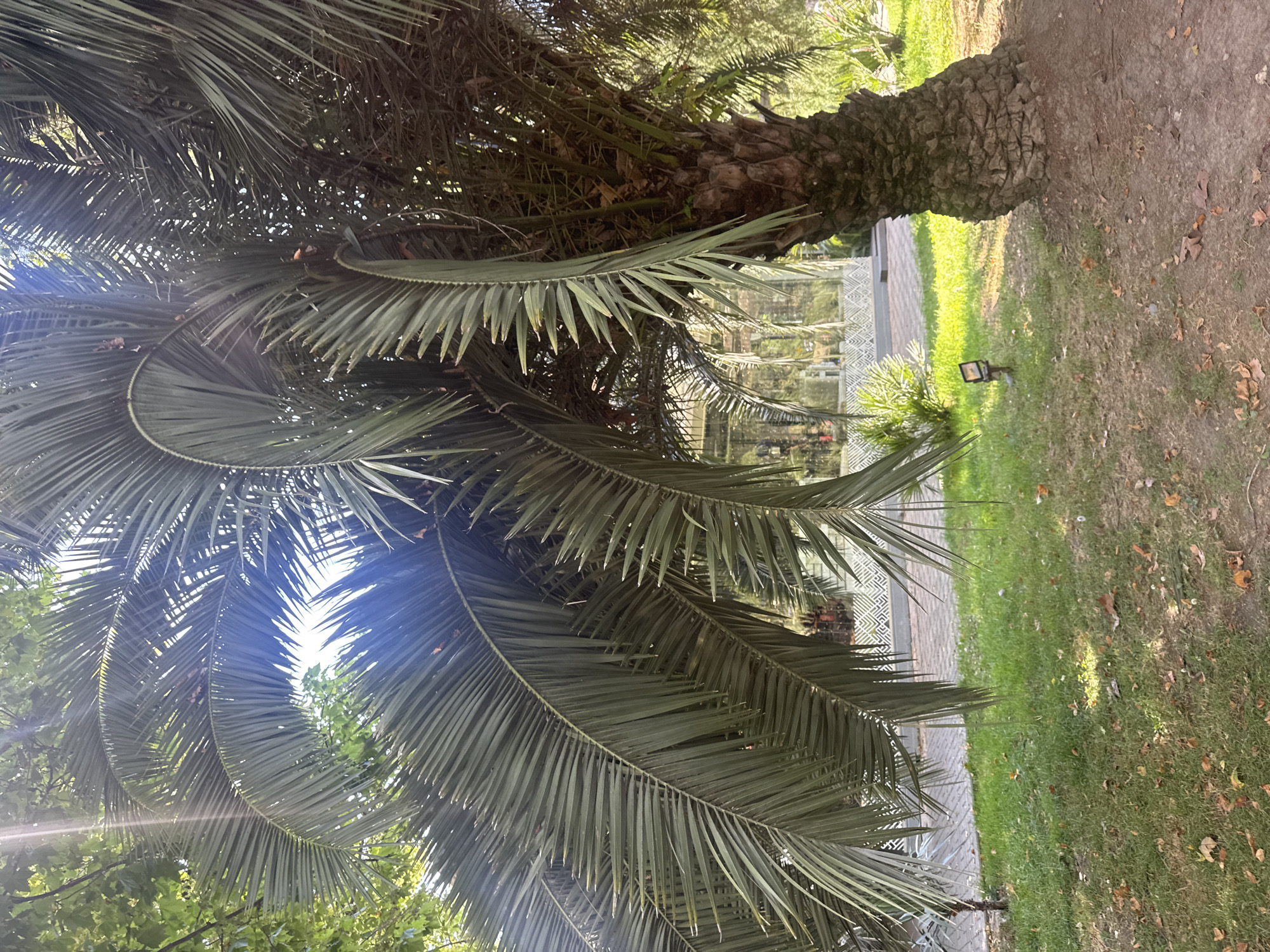 An outdoor, medium shot captures a large palm tree with dark green fronds in the city of Otradnoe, Russia. The fronds, some of which are bent and appear to be reaching down, are illuminated by sunlight, creating lens flares. The tree trunk is thick and covered in rough, brown bark. In the background, a paved walkway separates a patch of green grass from a building with large glass windows and a decorative white fence. A small, dark, square-shaped light fixture is planted in the grass near the palm tree's base. Scattered dry leaves are visible on the ground beneath the tree and on the grassy areas. The overall scene appears to be a park or a garden.