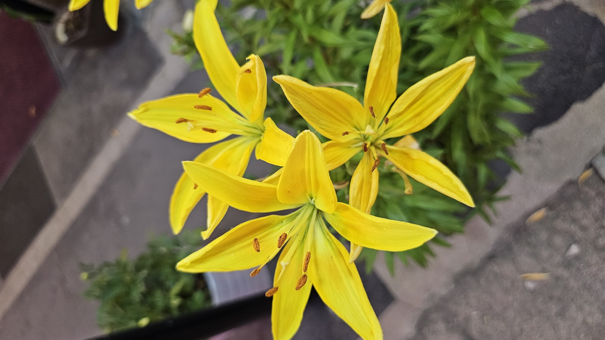 A close-up, top-down shot features three vibrant yellow lilies in bloom. The flowers are the primary subjects, with their delicate, elongated petals unfurling outwards. The stamens of each flower are visible, tipped with small, brown anthers. The background is a mix of lush green foliage and a textured, grayish-brown surface, possibly a paved area or concrete. The lighting suggests it is daytime, with the natural light illuminating the flowers. The scene is serene and natural, focusing on the beauty of the blossoming plants. There is no visible text in the image.
