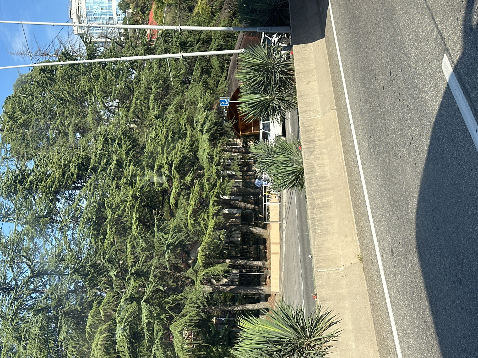 The image depicts a street scene in Sochi, Russia, characterized by lush greenery and a clear blue sky. In the foreground, a concrete barrier separates the roadway from a grassy embankment lined with spiky plants. Beyond the barrier, a street with white lane markings is visible, with a shadow of a vehicle cast upon it.
A dense cluster of tall, mature evergreen trees dominates the middle ground, their branches creating a verdant canopy. Behind the trees, a dark wooden structure, possibly a shed or a covered seating area, is partially visible. A blue sign with a white pedestrian symbol is mounted on a pole near this structure.
Several vehicles are present on the street, including a white sedan parked on the right side of the road. A person in a blue shirt is seen near the white sedan. Further back, a fence separates the area from a building, parts of which can be seen through the trees. The overall impression is one of a well-maintained urban environment integrated with natural elements, consistent with a city like Sochi known for its greenery and coastal setting. The presence of tall evergreen trees and spiky shrubs suggests a mild or subtropical climate.