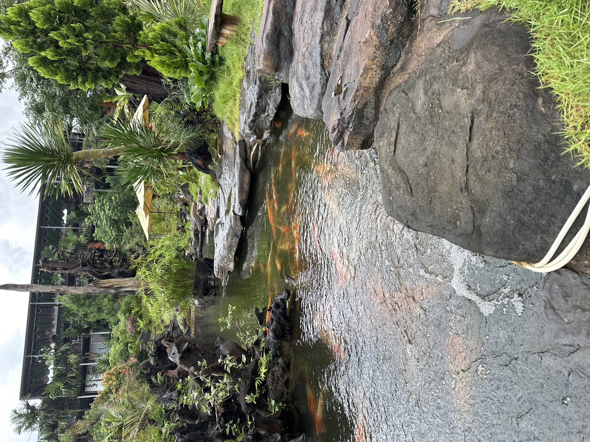 The image depicts an outdoor pond area with several orange koi fish swimming in it. The pond is surrounded by large, dark rocks and lush green vegetation, including palm trees and various other plants. In the background, there is a multi-story building with a dark roof, partially obscured by trees. Two yellow umbrellas are visible near the edge of the pond. The overall scene appears to be a landscaped garden or park. The image is a vertical, full-shot photograph. The setting is consistent with a tranquil, naturalistic environment that might be found in a resort or botanical garden, possibly in a tropical or subtropical region. The specific mention of Chư Sê, Vietnam, suggests a possible geographical context for this type of scenery.