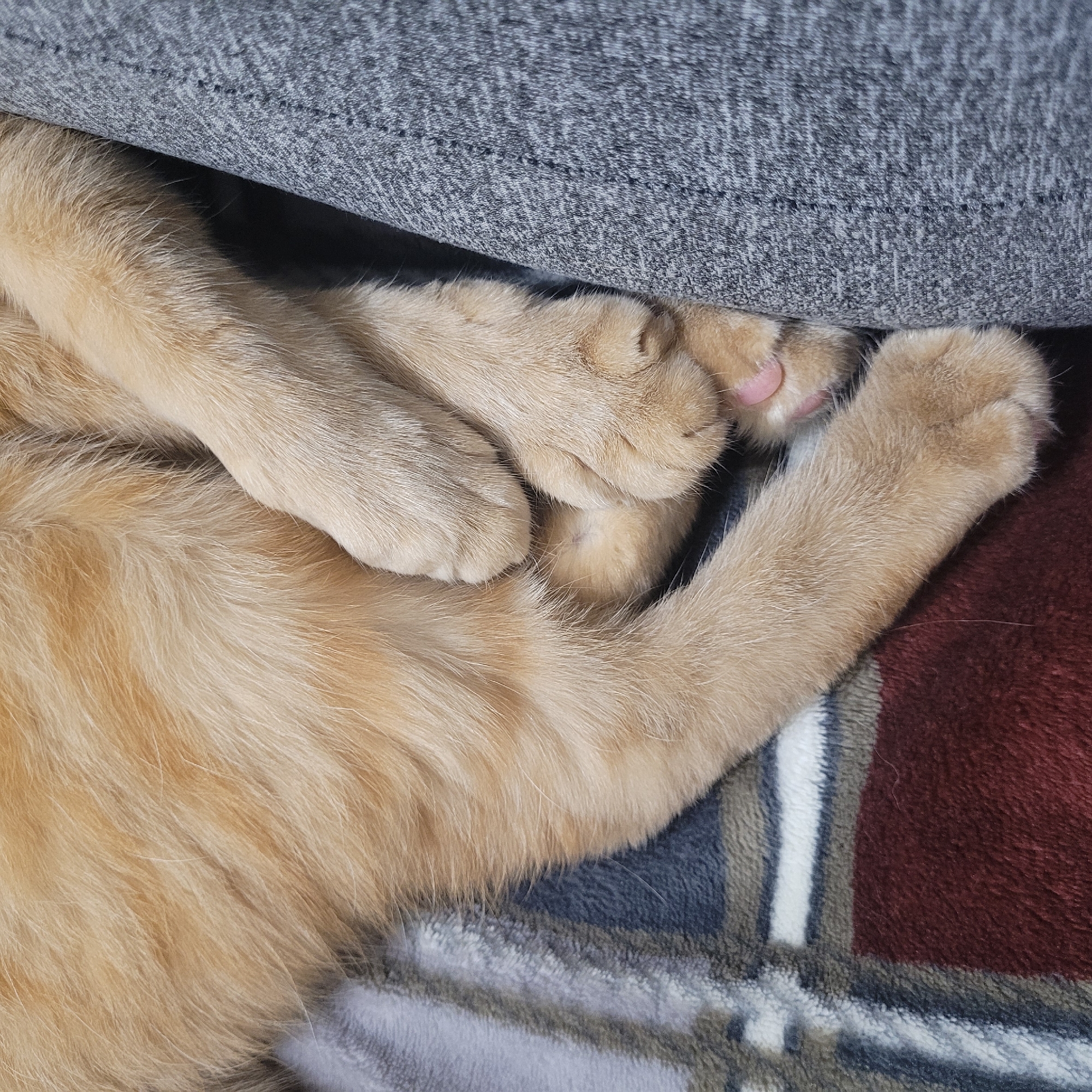 The image shows a close-up of an orange tabby cat's paws and fur. The cat is resting under a piece of gray fabric, possibly a blanket or furniture. The cat's paws are visible, with one paw resting on top of the other. The fur is a light orange color with darker tabby markings. The cat is lying on a patterned blanket with stripes of red, white, blue, and gray. The lighting appears to be indoor, with soft light casting gentle shadows. No text is visible in the image. The overall scene evokes a sense of comfort and relaxation, suggesting the cat is napping or resting peacefully.