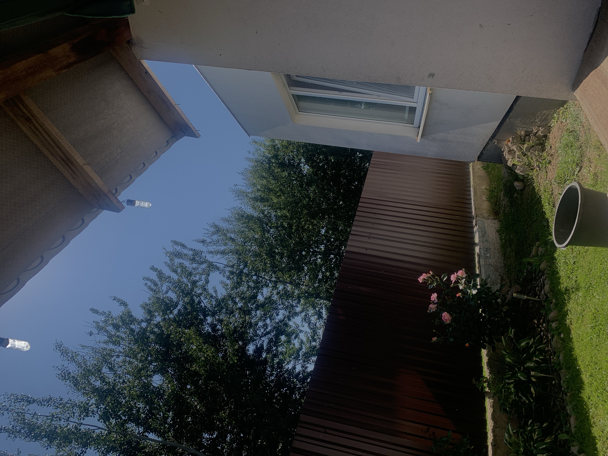 The image depicts a sunny outdoor scene with a clear blue sky and lush green trees. In the foreground, a section of a white house with a window is visible, along with a brown corrugated metal fence. A rose bush with pink flowers is planted in front of the fence. A dark gray bucket rests on the grass in the lower right corner. The scene appears to be a backyard in a residential area. No people are present. The overall impression is one of a tranquil summer day.