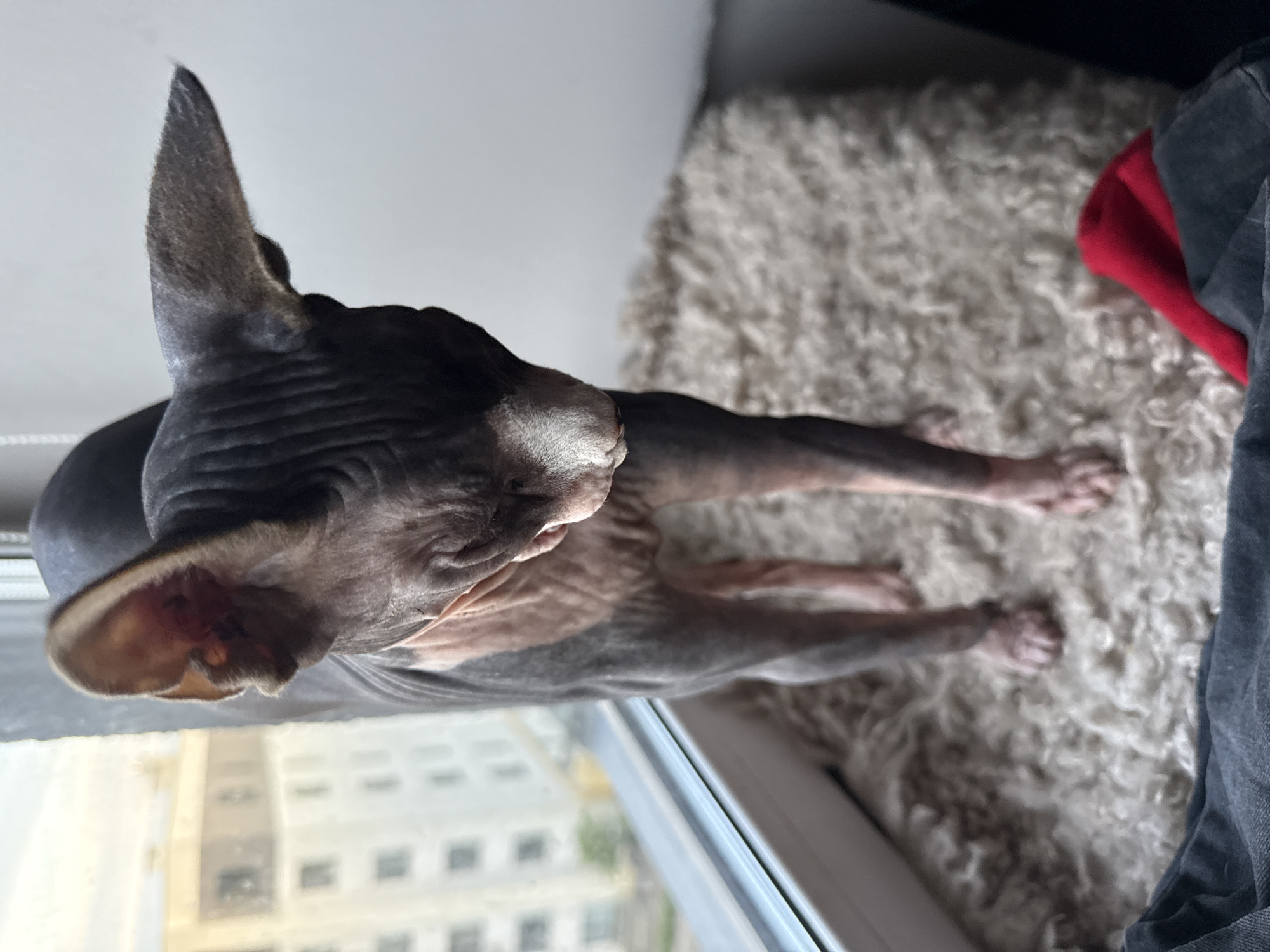 A hairless Sphynx cat, predominantly dark grey on its dorsal side and head, transitioning to a pinkish hue on its ventral torso and inner limbs, stands on a light-colored, shaggy textile surface, likely a rug or blanket. The cat's head is tilted downwards, and its gaze is directed towards the floor. Behind the cat is a windowpane, through which an out-of-focus urban landscape, featuring multiple residential buildings, is visible under daylight conditions. In the immediate foreground, dark fabric is present on both the left and right sides of the frame, with a folded red textile item positioned on the right, resting on the shaggy surface. No people are present. The scene is located in the city of Berezyna, Ukraine.