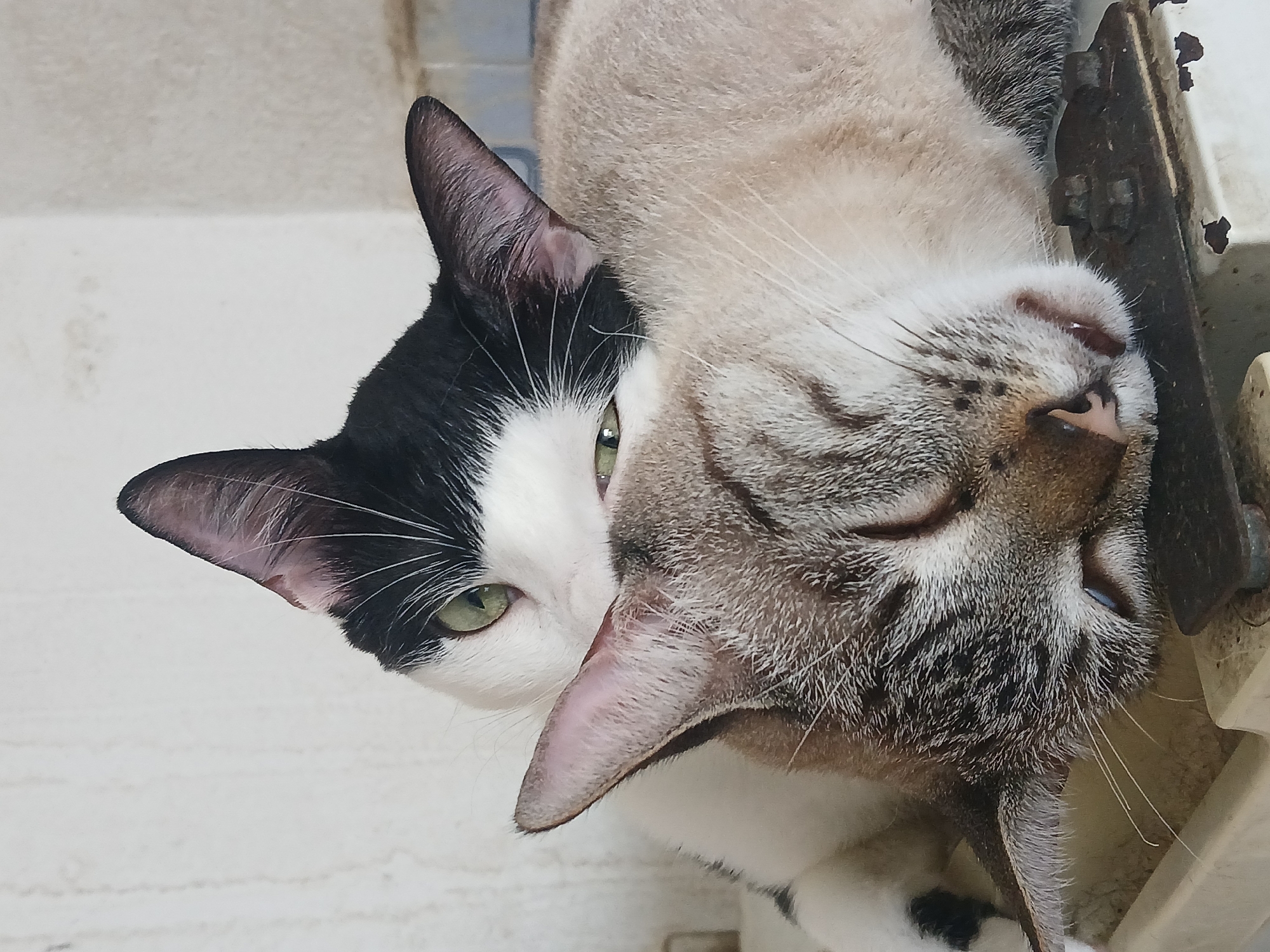 Two cats are closely positioned, one black and white and one tabby. The black and white cat is awake with green eyes looking towards the camera. The tabby cat is lying on its side, appearing to be asleep, its head resting on the black and white cat. The background is a plain white surface. The image might have been captured in Ciudad Guayana, Venezuela, although there's no directly observable evidence to confirm this location.