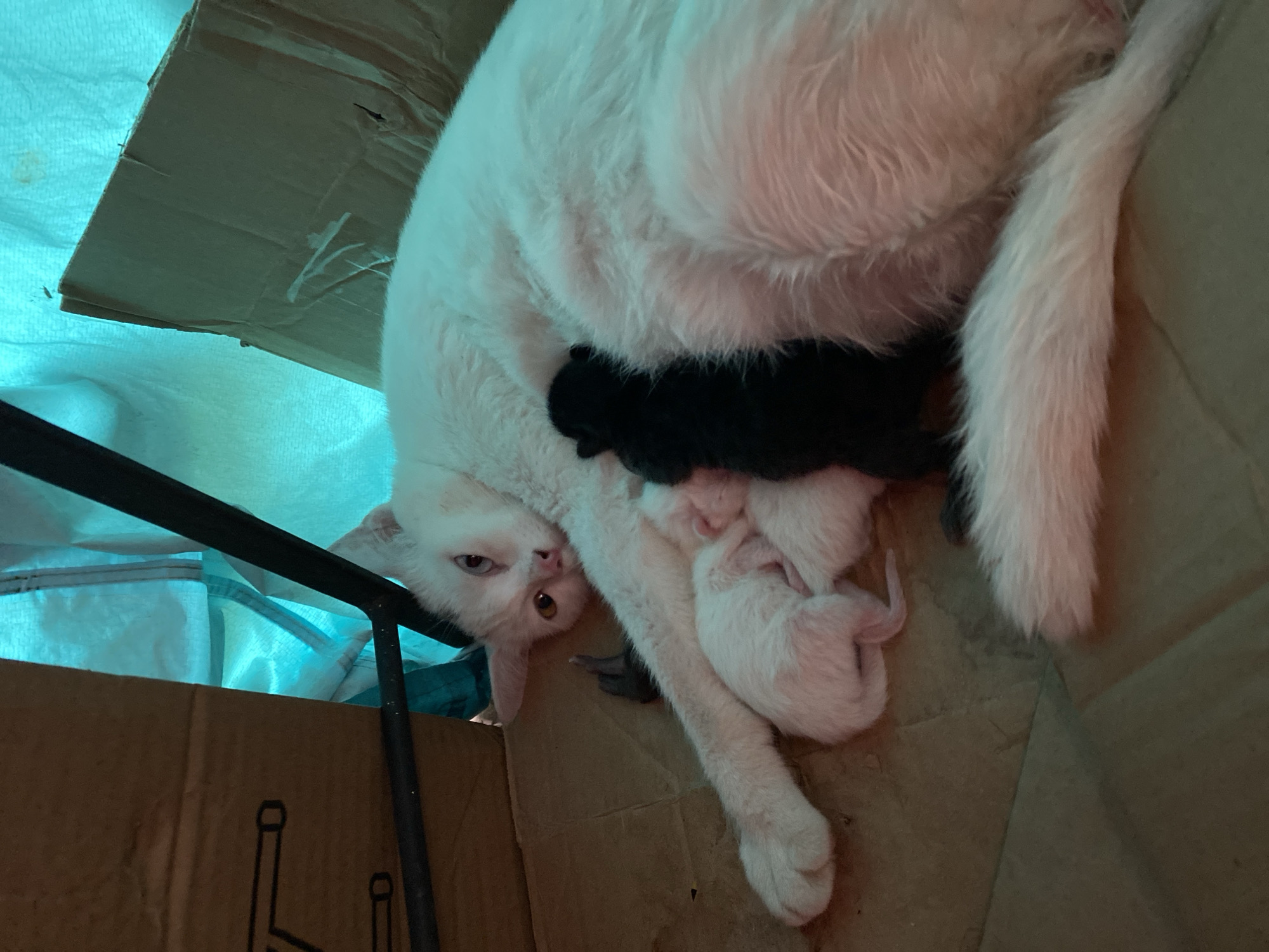 The image depicts a white mother cat nursing her newborn kittens within a cardboard box. The mother cat, with thick white fur, lies on her side, looking directly at the viewer. She has striking heterochromia, with one blue/light eye and one amber/gold eye.
Nestled against her belly are several very young kittens. One prominent kitten is entirely black, while at least three others are light-colored, appearing white or very pale, and are huddled together, presumably nursing. They are small and appear to be only a few days old.
The cardboard box serves as a makeshift bed or nest, lined with a light blue or teal fabric, which extends upwards behind the box, possibly a tarp or blanket. A dark metal bar or frame is visible on the left side of the image. The lighting is soft and somewhat dim, contributing to a cozy atmosphere. On the cardboard box, there are some indistinct black line drawings or symbols, but no readable text is visible. The scene portrays a tender moment of maternal care. The context provided indicates this event takes place in Da Lat, Vietnam.