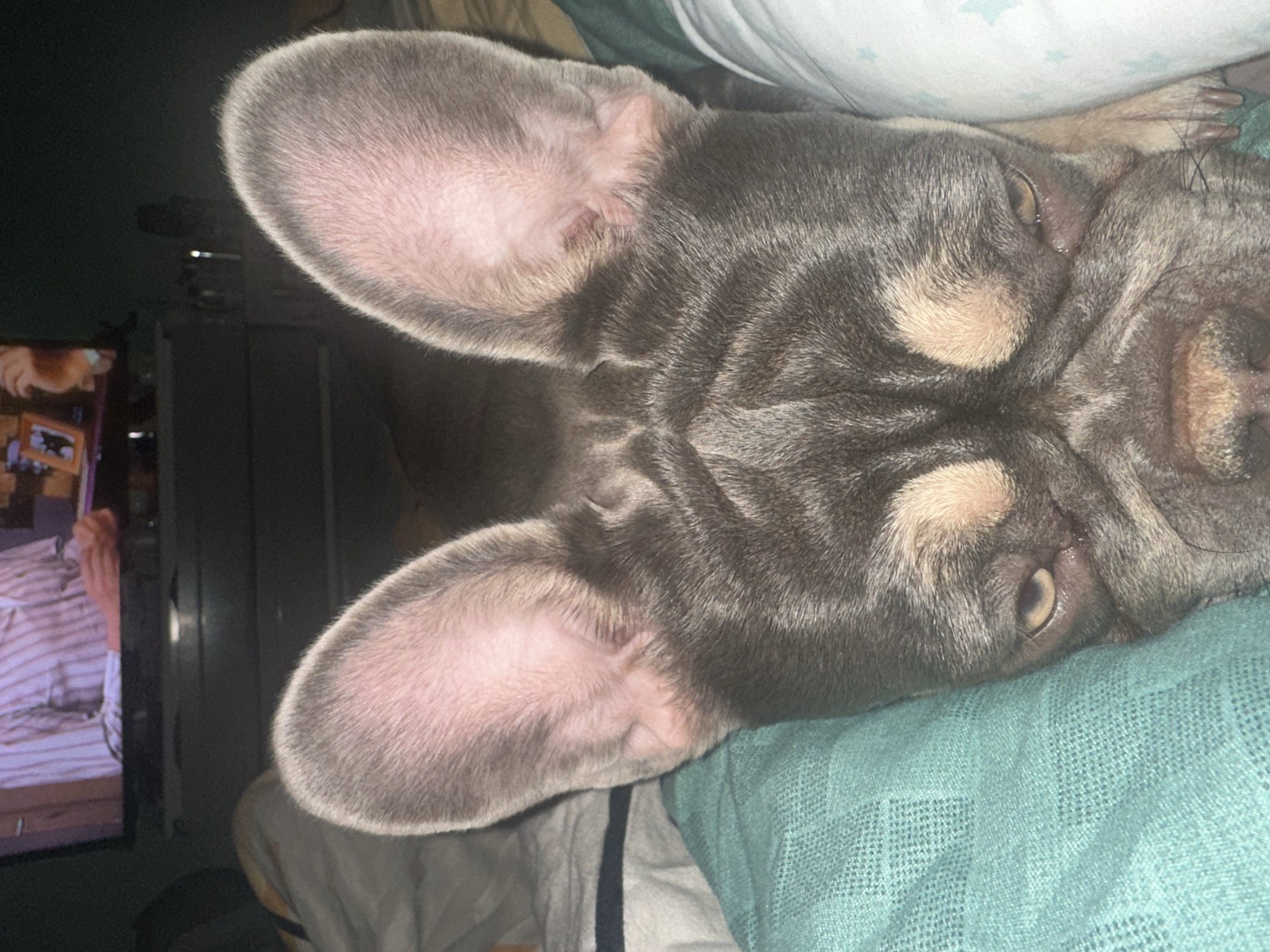 A close-up, top-down photograph shows a blue-and-tan French Bulldog resting on a textured, teal blanket. The dog is lying on its back, with its head rotated to the side, looking upwards. Its large, prominent ears, which are pink on the inside, are fully erect and frame its face. The fur on its body is a dark grey, appearing almost blue, with distinctive light tan markings above its eyes and possibly on its muzzle. One eye is visible and partially open, revealing a light-colored iris and a pale, creamy nictitating membrane (third eyelid). The dog's muzzle shows characteristic wrinkles.
In the dimly lit background to the left, a television screen is visible. It displays a person, likely male, wearing a striped shirt. The scene suggests an indoor setting, possibly a bedroom, with the low lighting indicating nighttime or a dark room. The dog appears to be relaxed or sleeping. The blanket has a woven, waffle-like texture. There is no visible text in the image.
