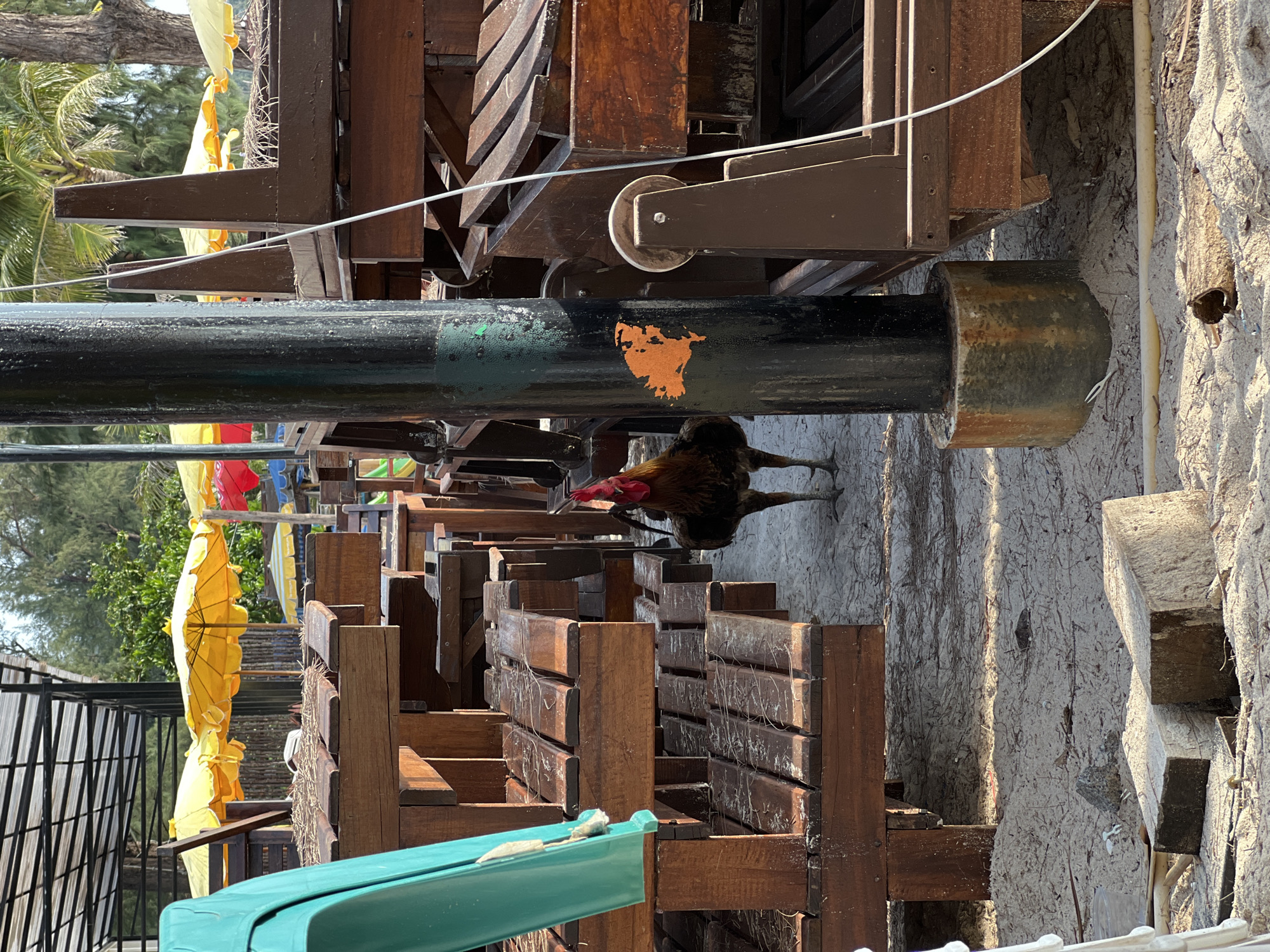A close-up, horizontally-oriented shot depicts a rooster walking on a light, sandy surface beneath a raised structure. The structure consists of stacks of dark, wooden seating elements and a black, cylindrical support beam with an orange discoloration. A pulley system is visible above the beam. Elements of the beach environment appear in the background, with umbrellas and trees visible in the distance. A piece of green-painted material is in the lower left.
