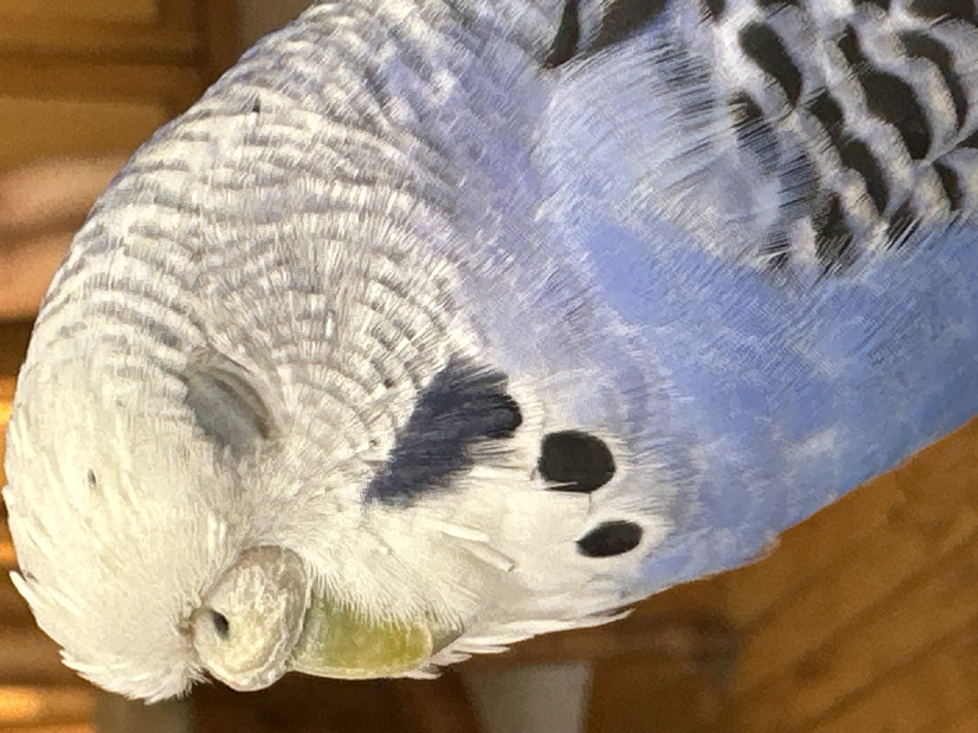 The image is a close-up, side-profile shot of a budgerigar, also known as a budgie. The bird is predominantly white and light blue, with dark grey and black markings on its wings and body. Its eyes are closed, suggesting it is resting or sleeping. The bird's beak is a pale yellow-green. The background is softly blurred, revealing a warm, wooden surface, possibly a table or floor. The lighting appears to be natural, casting a gentle glow on the bird's feathers. The image does not provide any information about its location within a city.