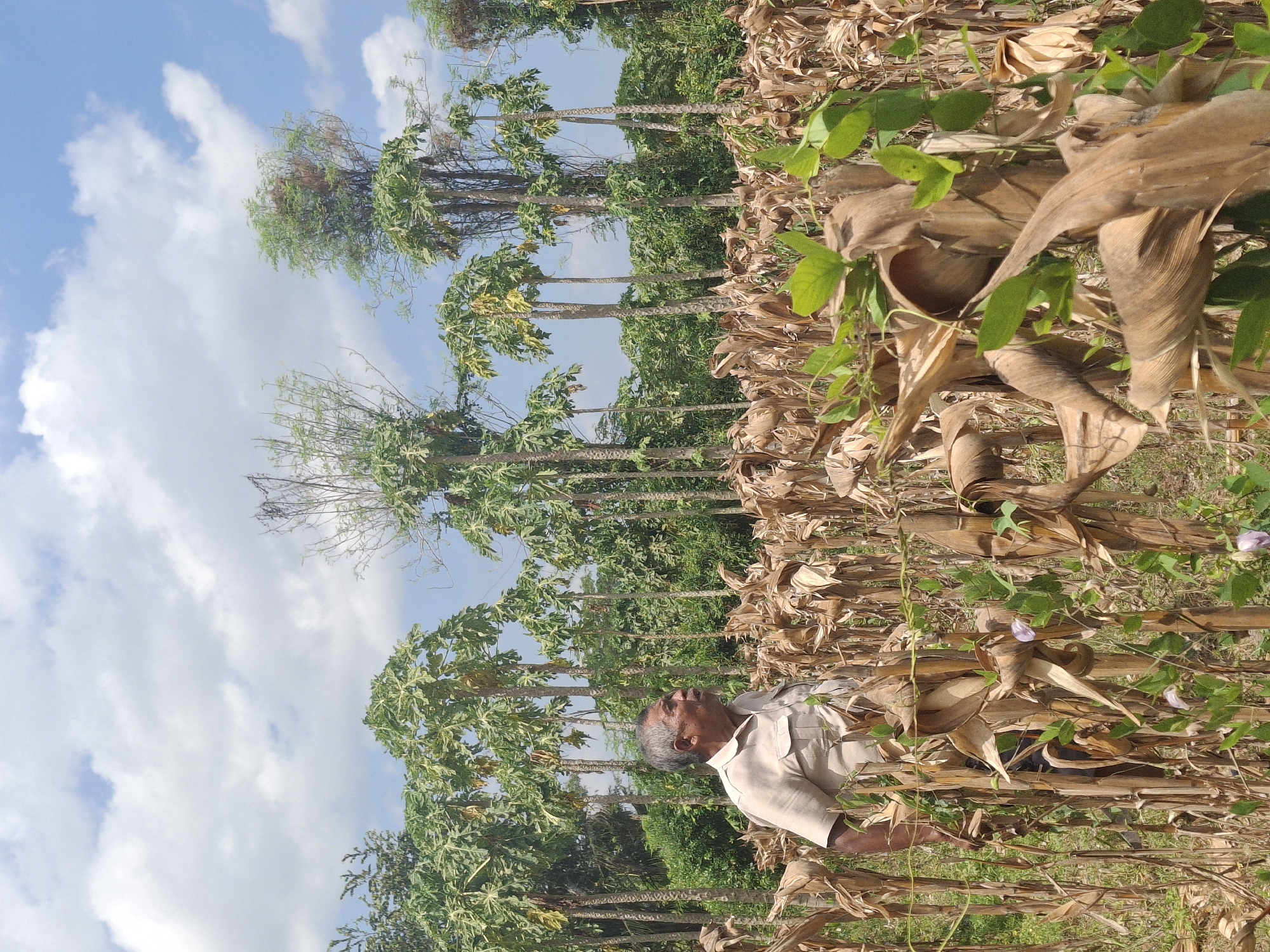 An older man with gray hair, wearing a light brown collared shirt and dark pants, stands in a field of dried cornstalks. He is facing to his left, looking away from the camera. In the background, a row of papaya trees stands tall with green leaves. The sky above is blue with scattered white clouds. The overall scene suggests a rural agricultural setting, possibly in Denok, Indonesia, during or after the harvest season.