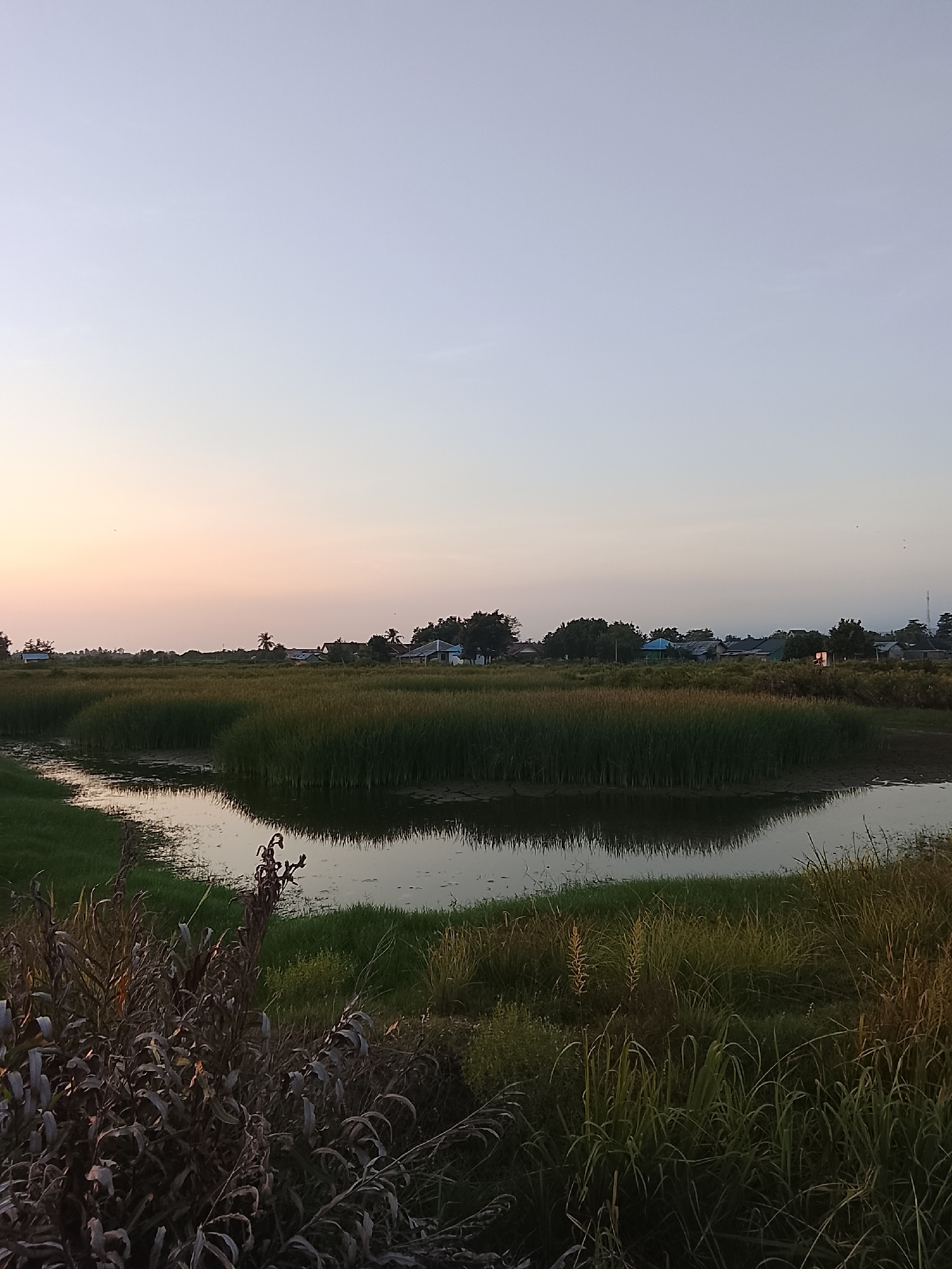 The image depicts a tranquil, rural landscape in Mesjid Tuha, Indonesia, at dusk. A calm body of water, reflecting the surrounding reeds and a muted sky, curves through the scene. Dense reeds form a dominant feature, with a line of houses and trees visible in the distance, nestled behind the vegetation. The sky exhibits a gradient of soft, pastel colors, transitioning from a pale orange near the horizon to a light blue at the zenith, suggesting the end of a day. The foreground is characterized by lush green grass and some dry, brown vegetation. No people are present in the frame.