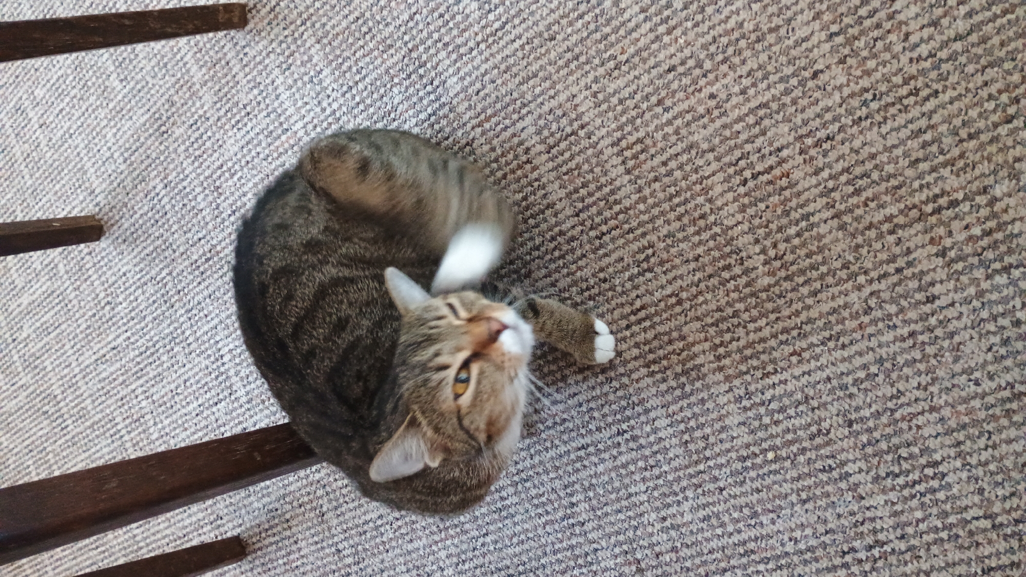 A tabby cat with white paws is curled up on a textured carpet. The cat's head is turned towards the camera, with its left eye squinting and its right eye open, revealing a yellow iris. Its tail, mostly white, is blurred due to motion. The scene appears to be indoors, possibly under a wooden chair, as evidenced by the presence of dark brown wooden legs of furniture in the background. The carpet exhibits a neutral color palette with flecks of various shades, creating a speckled appearance.
