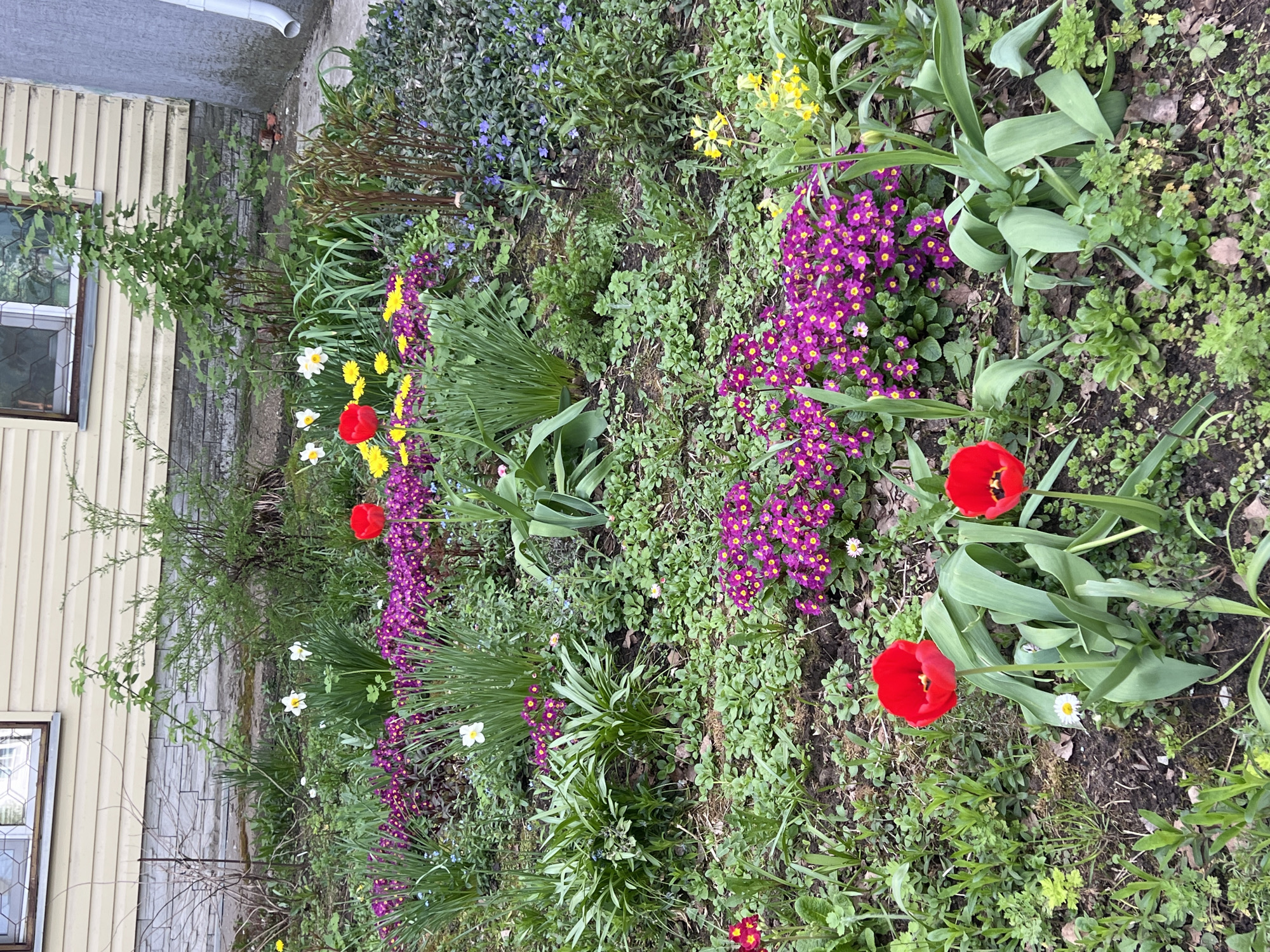 The image shows a garden in Chaikovsky, Russia. A variety of flowers are visible, including red tulips, purple primroses, yellow daffodils, and white narcissus. There are also green plants and weeds. A building with beige siding and a window is visible in the background. A white gutter is also visible. The ground is covered in dirt and small green plants. The scene is well-lit.