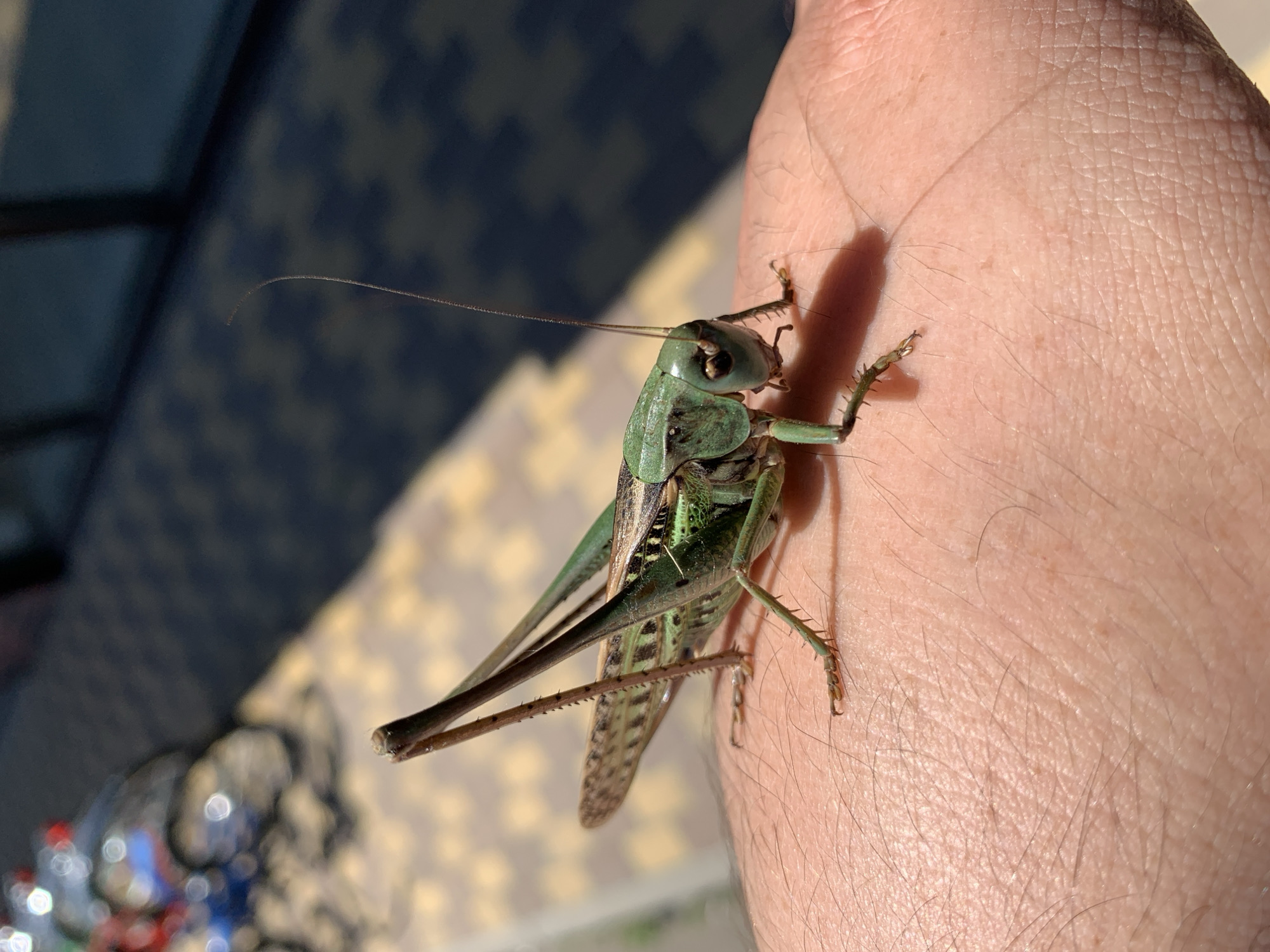A green grasshopper rests on a person's hand. The grasshopper is facing right, with its head turned slightly to the left. Its long antennae extend upwards and to the left. The grasshopper's body is primarily green, with darker green and brown markings on its wings. Its legs are also green and have small spines. The person's hand is lightly tanned and has visible pores and fine hairs. The background is out of focus, showing a dark blue patterned surface and a blurred suggestion of a bicycle with colorful wheels. The image appears to be taken outdoors in sunlight, casting a shadow from the grasshopper onto the hand. The location is Kropotkin, Russia.