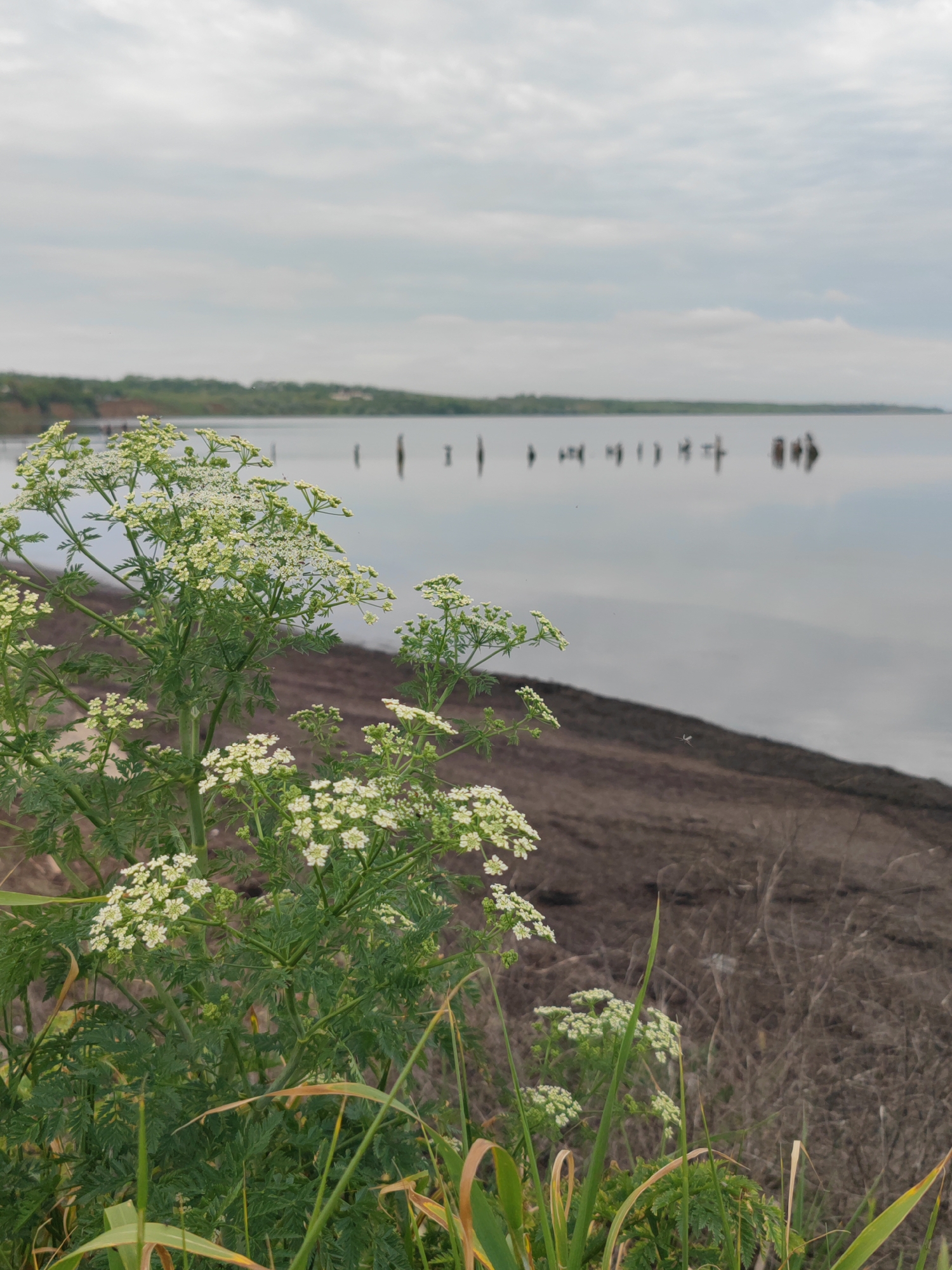 The image depicts a natural scene, likely taken near a body of water in Sennoy, Russia. In the foreground, there is a cluster of green plants with delicate white flowers, resembling Queen Anne's Lace or a similar umbelliferous species. The plants are growing near the edge of what appears to be a dirt or clay bank with dry grasses.
Beyond the bank, the landscape opens to a body of water with a reflective surface, suggesting calm conditions. In the distance, remnants of wooden posts or pilings are visible in the water. The horizon line features vegetation and possibly distant buildings or structures. The sky is overcast with cloud cover, creating a soft, diffused light. No people are visible in the scene.
