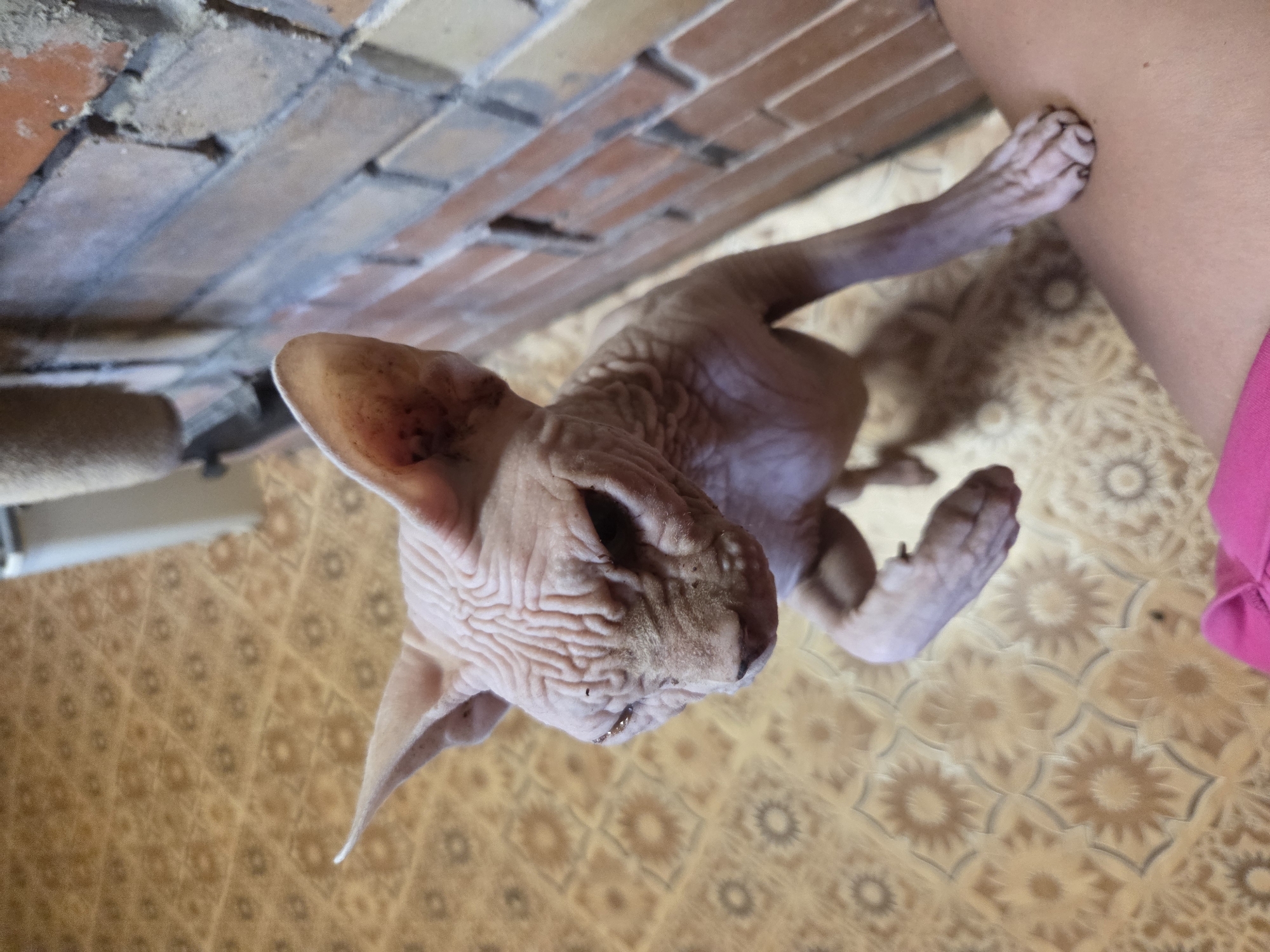 In the city of Восход Снт (фролово), Russia, a hairless Sphynx cat is standing on its hind legs, with its front paws resting on a person's leg. The cat is light pink and has prominent wrinkles on its head and body. Its eyes are dark and appear to be looking upwards. The cat's ears are large and pointed. The cat is in a room with a tiled floor that has a floral pattern in shades of brown and beige. To the right of the cat, a brick wall is visible, constructed from rough, reddish-brown bricks. Part of a pink garment, possibly clothing, is visible in the foreground, suggesting the presence of a person in the scene. The lighting appears to be natural or from an overhead source, casting shadows on the floor.