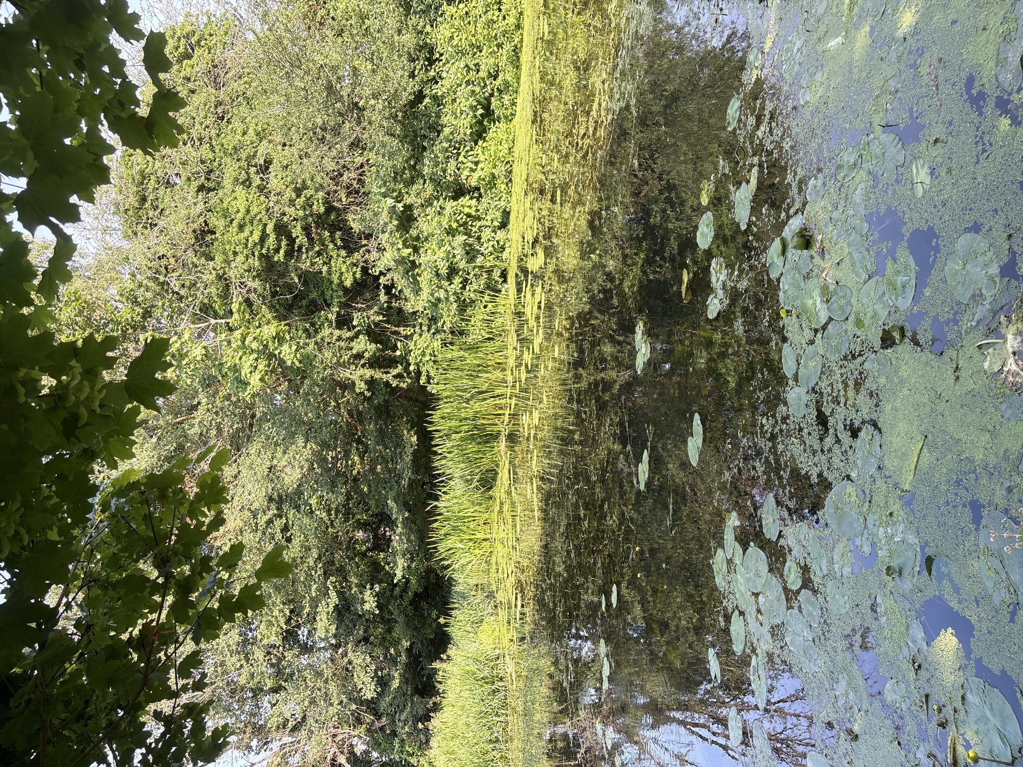 The image depicts a tranquil canal scene in Chelmsford, United Kingdom. The foreground is dominated by the calm, dark water of the canal, which is partially covered by numerous floating lily pads and a layer of green algae. The water's surface reflects the lush greenery of the surrounding environment and the sky.
Along the bank of the canal, tall, reedy grasses stand densely packed, their green stalks reaching upwards. Behind the reeds, a vibrant wall of trees and foliage forms a dense backdrop, with varying shades of green indicating a variety of plant life. The trees are full of leaves, suggesting a warm, possibly summer, season. The canopy of a large tree with prominent green leaves extends into the upper left corner of the frame, casting shadows. The overall atmosphere is one of natural serenity, with no human presence visible in the frame. The light suggests it is daytime, possibly late afternoon given the quality of the illumination.