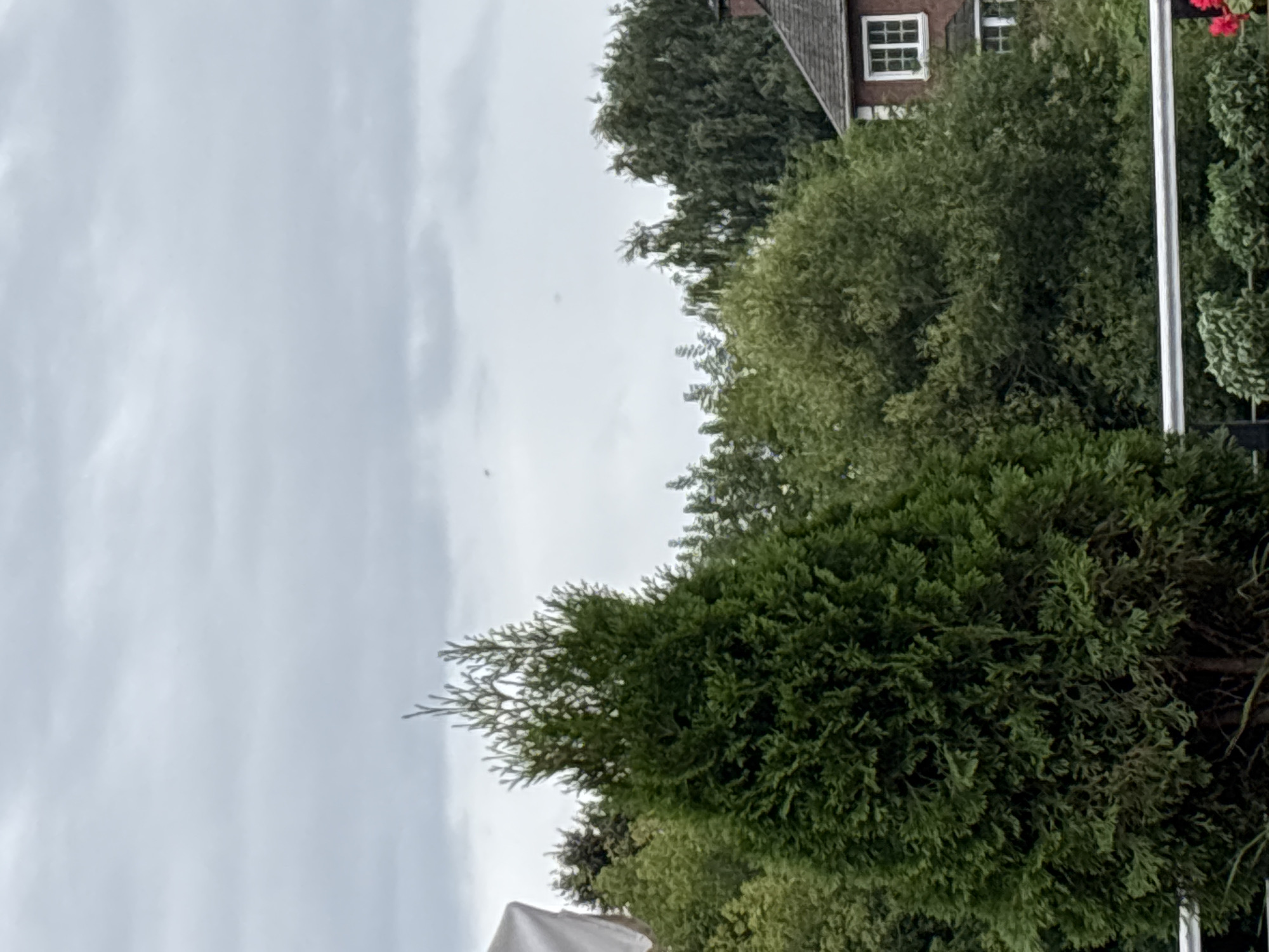A coniferous tree, possibly a thuya, dominates the foreground of the image, its dense, dark green foliage filling the left and center portions. Behind it, a lush canopy of various deciduous trees extends across the mid-ground. The sky above is overcast with a uniform gray cloud cover. On the right side of the image, a portion of a brick house with a dark roof and white-paned windows is visible, partially obscured by the trees. A white railing runs horizontally across the bottom of the frame. The scene appears to be an outdoor setting, likely a residential garden or park, with the overcast sky suggesting a cool or temperate climate. There are no people or animals visible in the frame. The overall impression is one of a calm, natural environment under a cloudy sky.