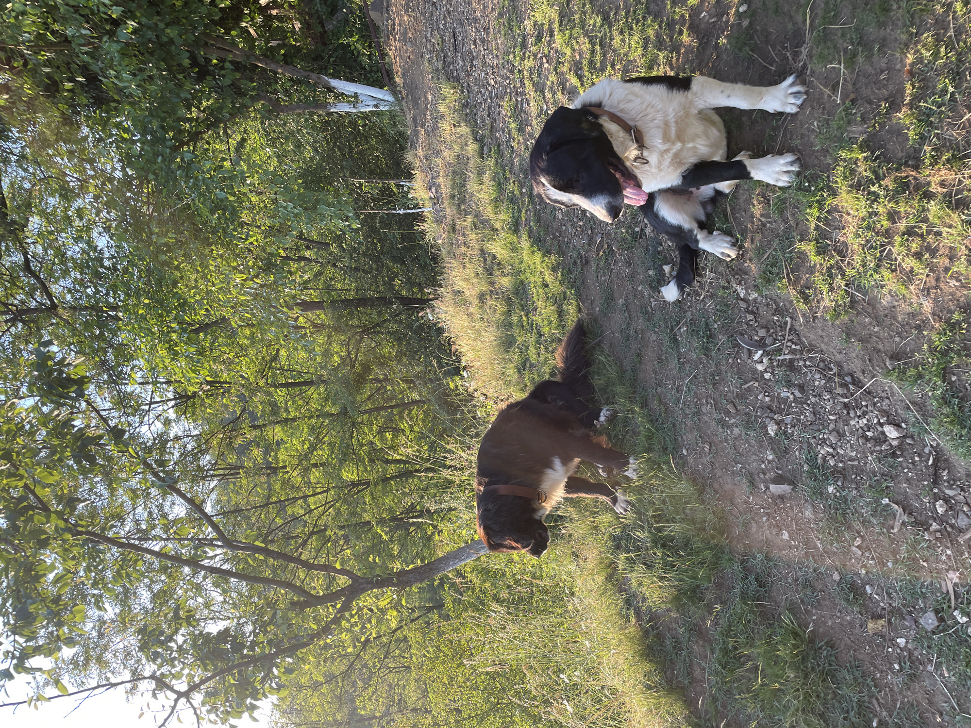 The image captures two large domestic dogs in a sun-drenched, rural environment consistent with a hilly, forested area near Zlatograd, Bulgaria. The scene is illuminated by the golden light of late afternoon or early evening, creating long shadows.
On the left side of the frame, a large, long-haired dog, predominantly brown with distinct white markings on its chest and paws, is resting on a patch of green grass amidst taller wild grasses. It wears a brown leather collar and is oriented towards the left, with its head lowered as if sniffing or observing something on the ground.
To the right, a large black and white dog with medium-length fur is seated on a dry, earthy path interspersed with small stones and sparse green growth. This dog has a white face with black markings around its eyes and ears, and a black saddle-like pattern on its back. It wears a light brown leather collar with metal hardware. The dog is facing towards the right, with its tongue slightly extended, suggesting it may be panting.
The background features a dense, verdant deciduous forest on a rising slope, with bright sunlight filtering through the canopy. In the midground on the right, the lower trunks of two trees are visibly painted white. The ground itself is a mix of green grass on the left and a dusty, gravelly path on the right. No people are visible in the scene.