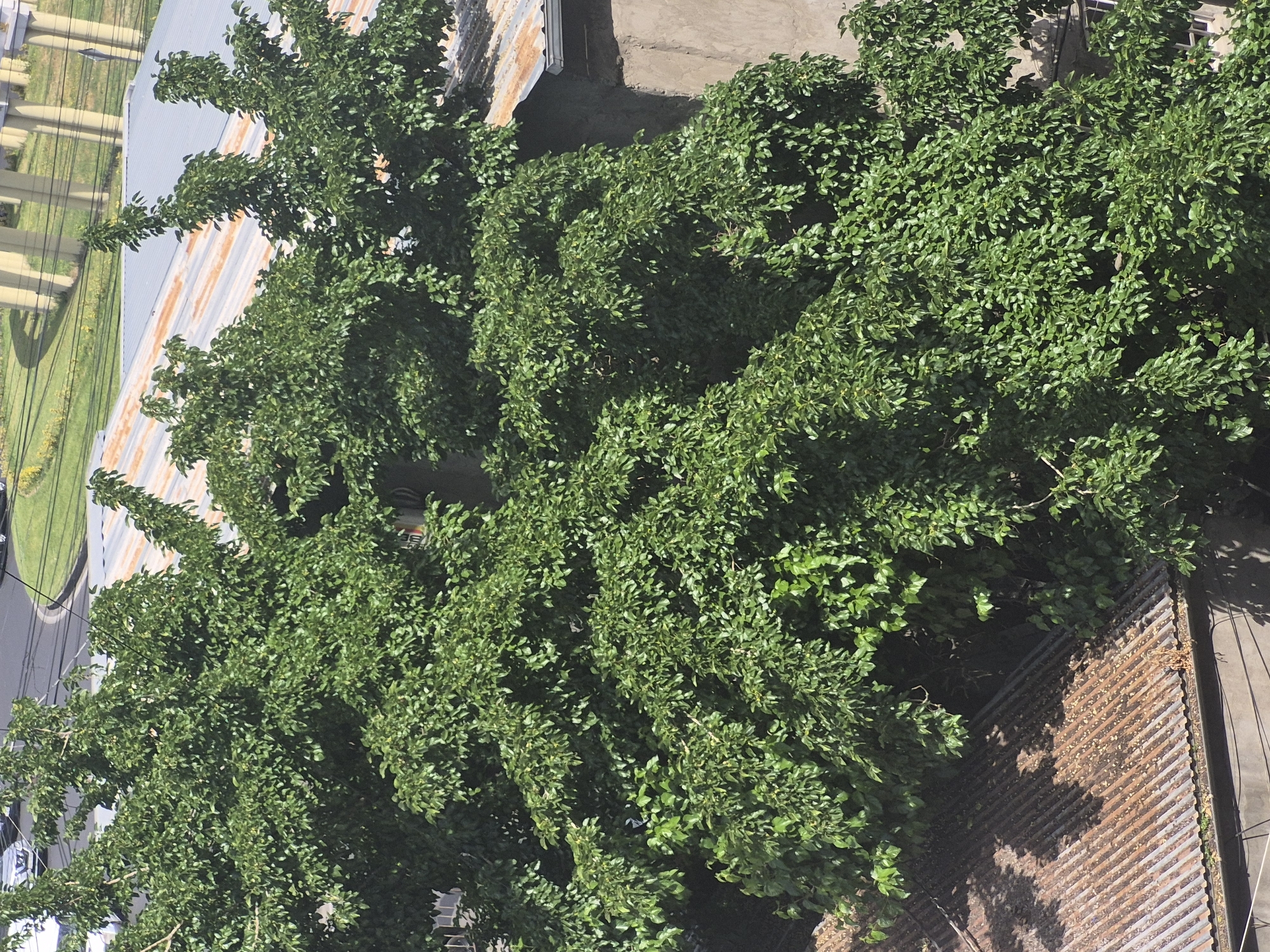 This is an outdoor, high-angle, full shot of dense green foliage from a tree that obscures much of the scene. The tree's branches and leaves fill the majority of the frame, casting shadows. Beneath the tree, a portion of a building with a textured concrete wall is visible on the right. To the left and in the foreground, a rusty corrugated metal roof is also visible. In the background, a grey road with power lines and utility poles can be seen, suggesting an urban or suburban environment. The presence of the road and poles indicates this scene could be in the city of Yerevan, Armenia, as such infrastructure is common there. No people are visible in the image.