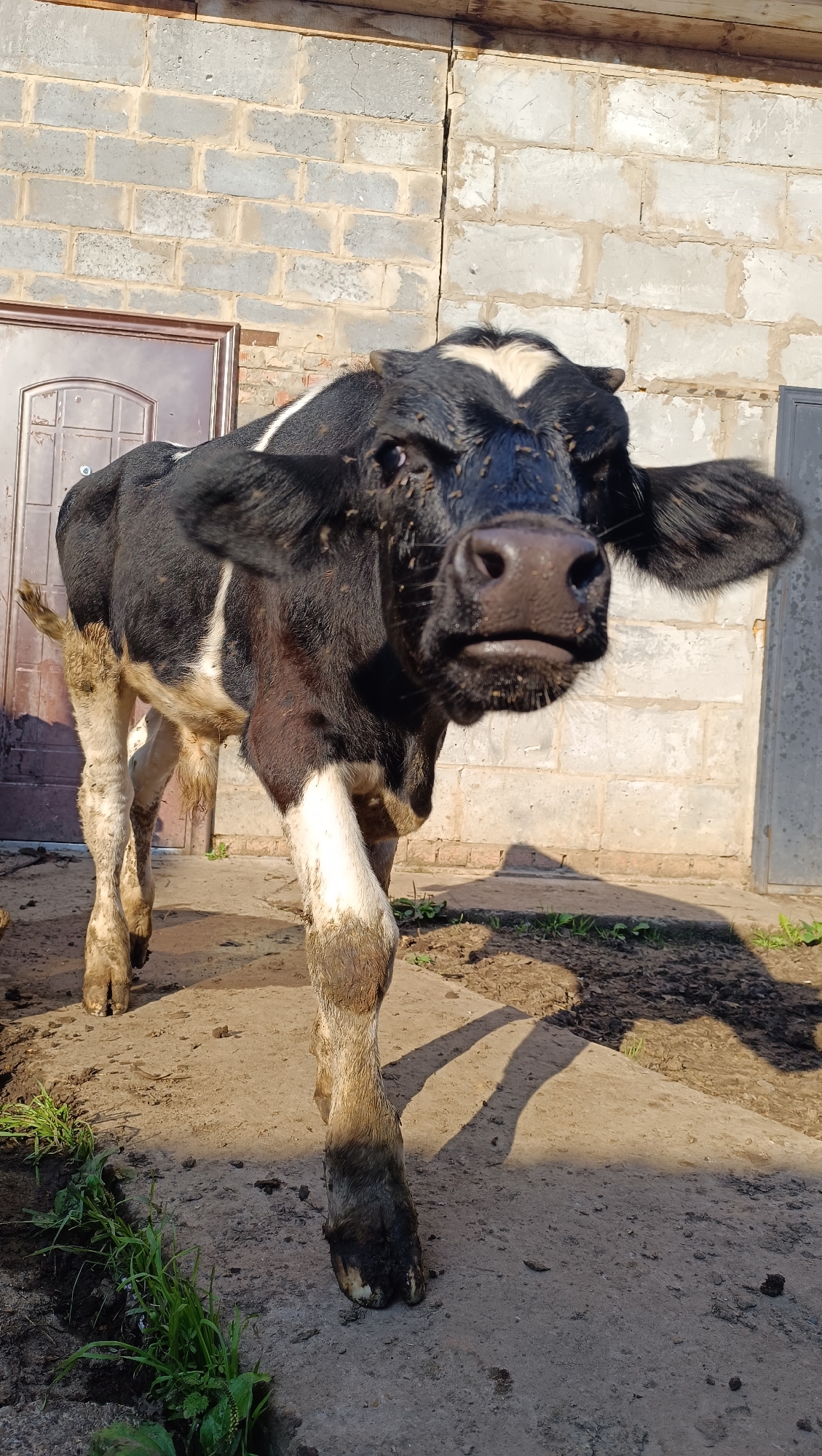 A black and white calf stands on a dirt and concrete surface in front of a brick building. The calf's face is close to the camera, and its eyes are open. There are flies on the calf's face and body. The building behind the calf is made of grey concrete blocks and has a brown door. The ground is uneven and appears to be a mixture of dirt and concrete. There is some green grass growing on the left side of the image. The image appears to be taken in natural daylight, with the sun casting shadows on the ground. The location is identified as the city of Karsha, Russia.