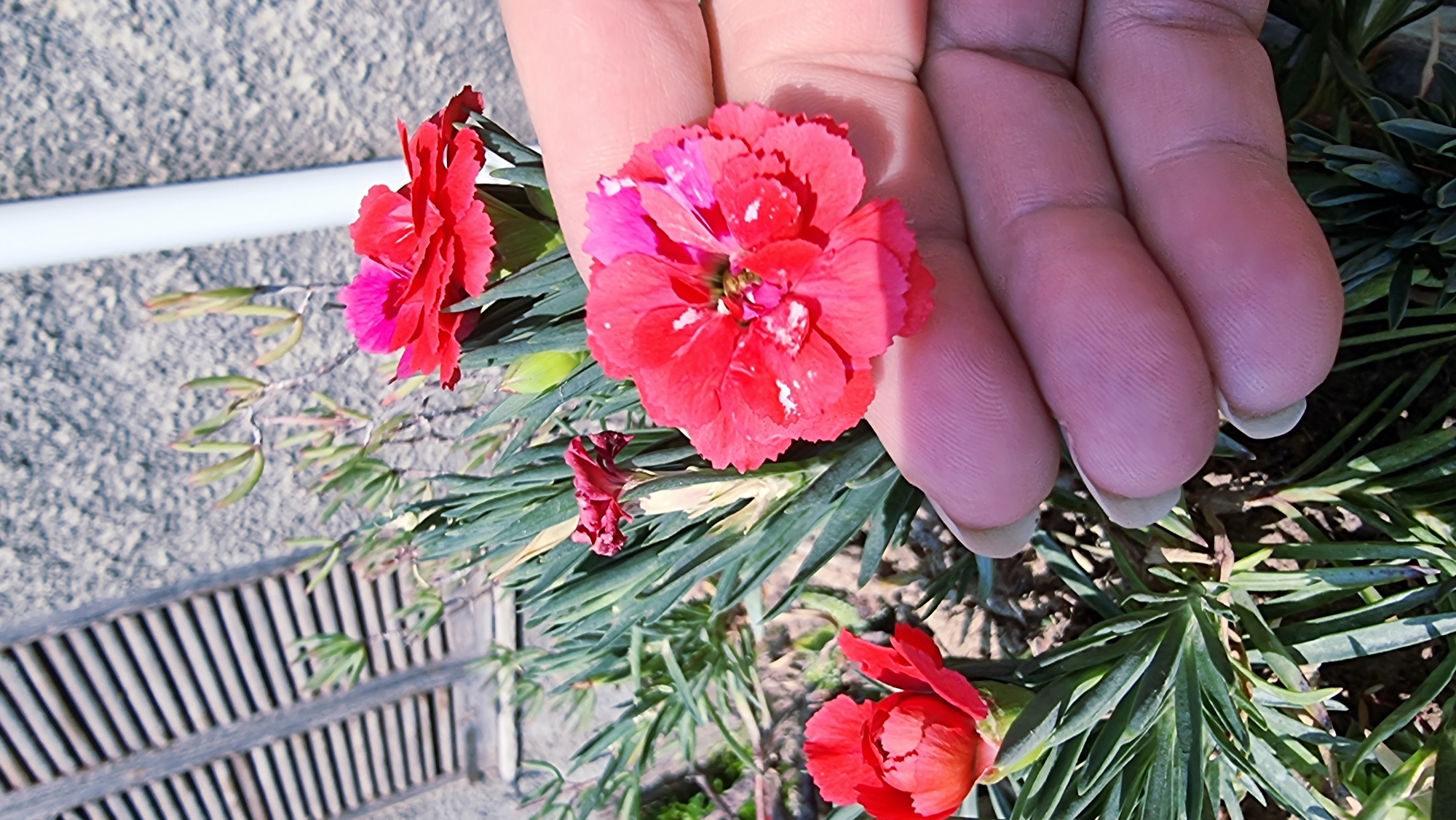 A close-up shot focuses on a person's hand holding a red and pink carnation flower. The flower is detailed with delicate petals and a few white speckles. Behind the flower, a cluster of green, spiky leaves from the carnation plant is visible. In the background, a rough, grey textured wall is present, with part of a wooden shutter and a white pipe. The overall scene suggests an outdoor setting, possibly a garden in the city of La Canya, Spain.