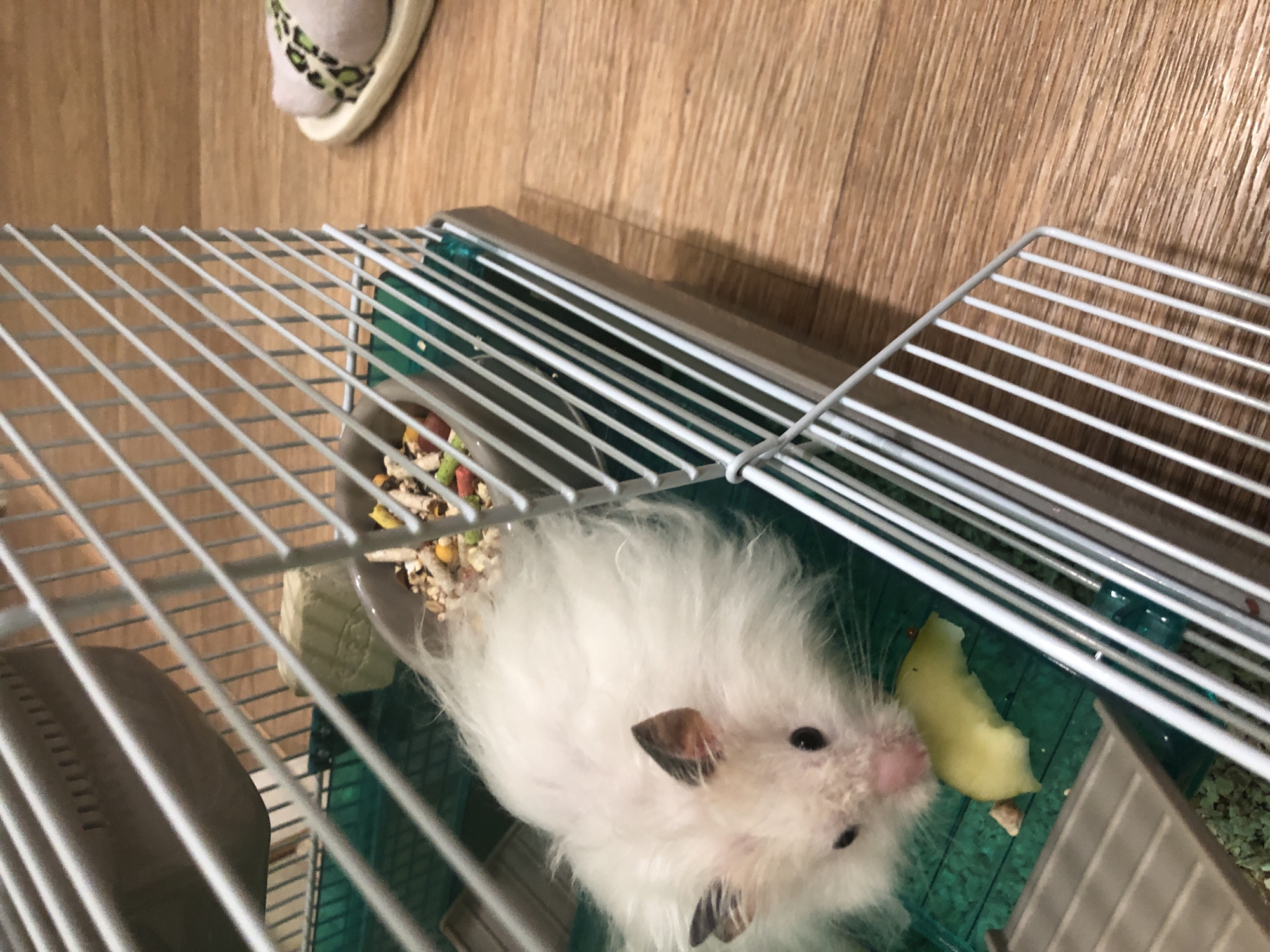 A fluffy white hamster with dark-tipped ears is inside a wire cage. The hamster is eating a piece of green fruit. The cage has a green plastic base and a food bowl filled with seeds. A gray sleeping house is attached to the top of the cage. Outside the cage, a fuzzy slipper with a leopard-print strap is on a wooden floor. The scene appears to be indoors.