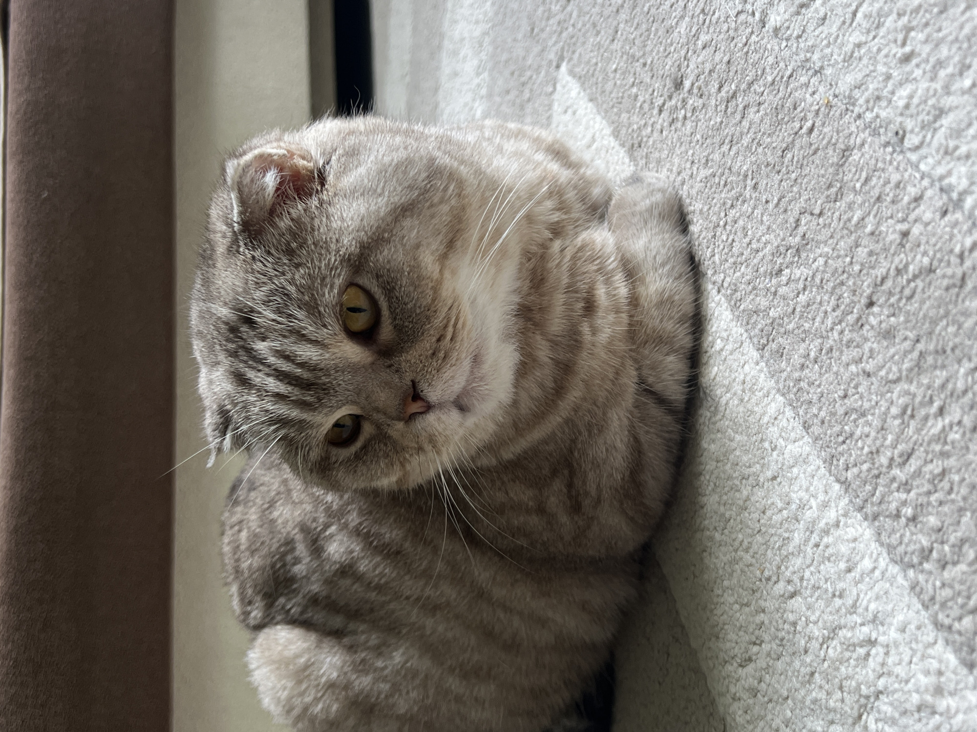 A close-up, eye-level shot shows a Scottish Fold cat lying on a light-colored carpet with a subtle striped pattern. The cat, facing left, has a grey tabby coat with distinct darker stripes. Its ears are folded downwards, characteristic of the breed. The cat's eyes are open and a bright yellow, with slit pupils. The background is blurred, showing a brown surface, possibly a sofa or chair, and a lighter neutral-colored wall. The lighting appears to be natural, casting soft shadows. The cat is positioned in the foreground, taking up most of the frame. The image does not contain any elements that can be used to determine its location in Chaikovsky, Russia.