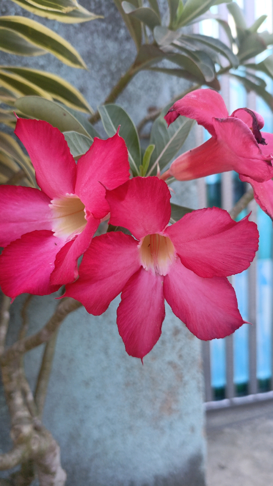 This is a close-up, vertical, medium shot of several bright pink desert rose (Adenium obesum) flowers against a mottled blue-green textured background. The flowers are the primary subjects, with their trumpet-shaped petals in various stages of bloom and slight wilting. The center of each flower reveals a yellowish-white throat and delicate stamen. To the left of the flowers, a portion of a variegated green and yellow leaf is visible. A thick, greyish-brown, gnarled branch, characteristic of the desert rose plant, extends diagonally from the lower left corner towards the flowers. The background appears to be a wall with some texture and staining, and in the upper right and right edges of the frame, vertical blue bars, possibly part of a fence or railing, are visible. The lighting suggests an outdoor setting, likely during the day. The image has a slightly soft focus, particularly on the background and branch, drawing attention to the vibrant flowers. No people or actions are depicted. The scene is static and focuses solely on the floral subjects and their immediate surroundings.
