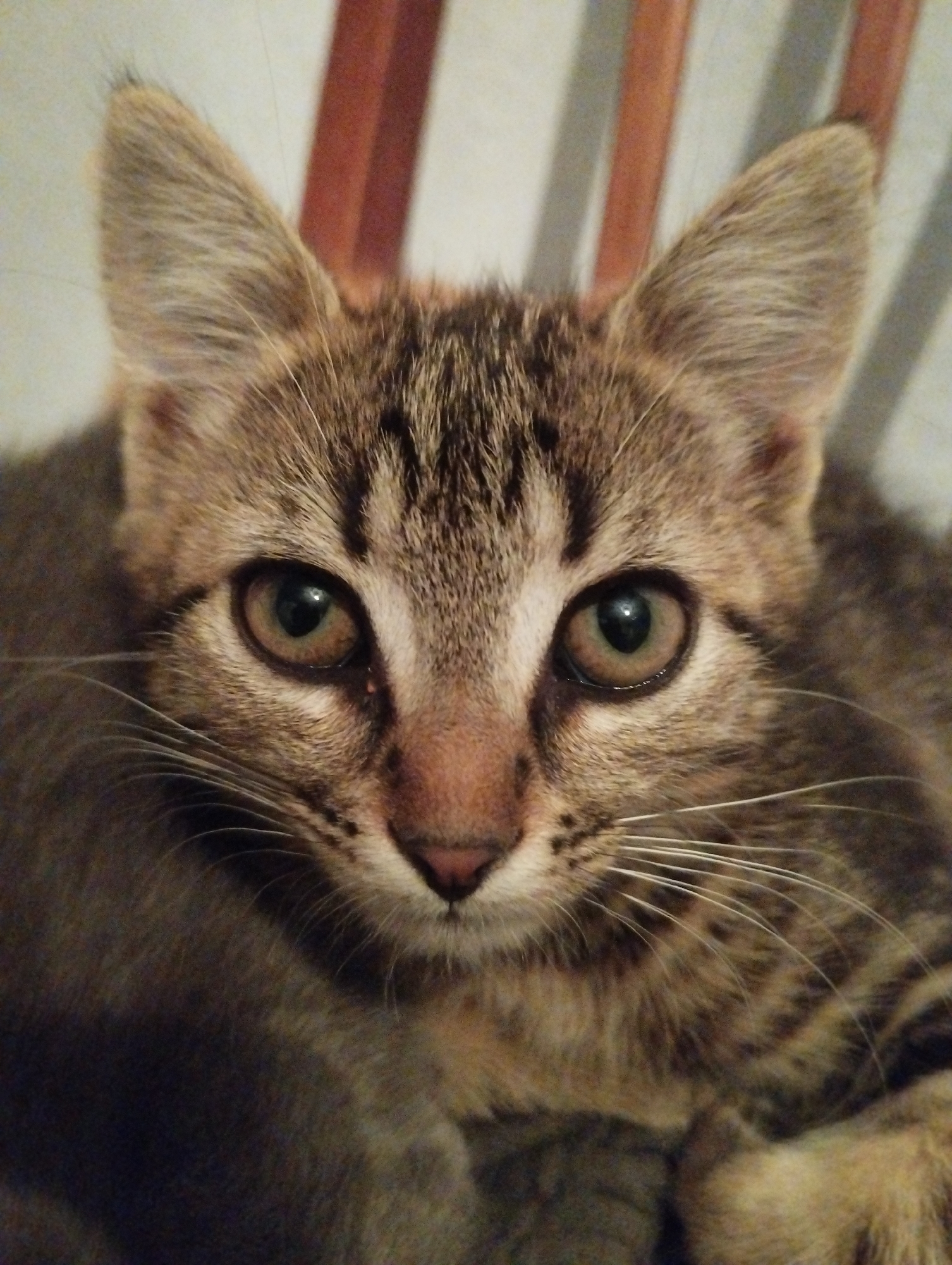 The image is a close-up, eye-level, frontal shot of a young tabby cat. The cat is brown with black tabby markings and has large, alert eyes. Its ears are pointed and stand up. The background consists of blurred wooden chair slats and a light-colored wall. The cat appears to be indoors, likely in a home. There is no indication of the city of Voroshylivka, Ukraine, or any specific location within it.