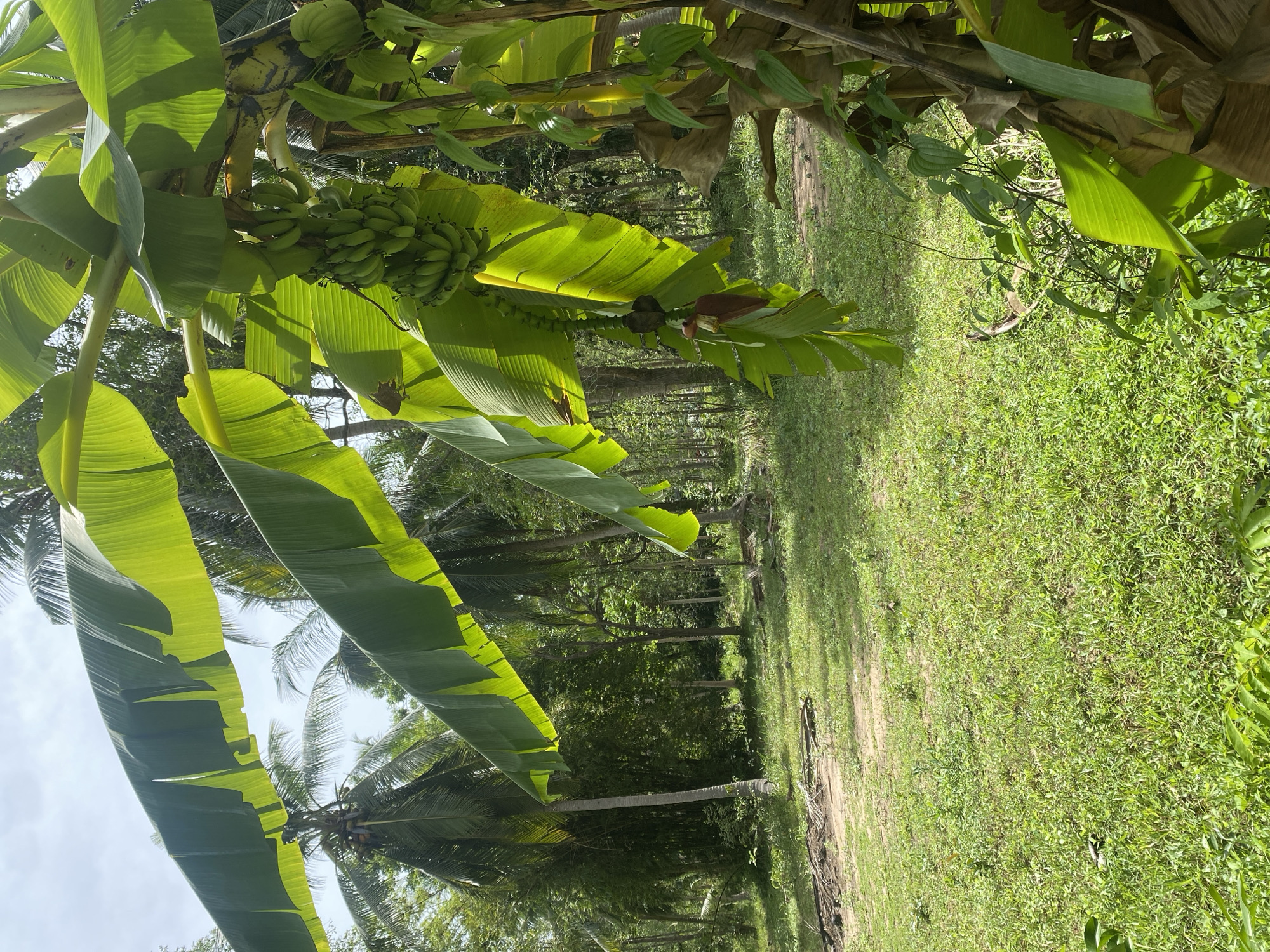 The image depicts a lush, tropical environment in Baan Don Sai, Thailand. Predominantly featuring banana trees with green bananas hanging from them. The trees have broad, green leaves that appear to be backlit by the sun. In the background, a line of coconut trees is visible. The ground is covered in green grass. A path or open area is present on the right side of the image. The sky is slightly overcast.