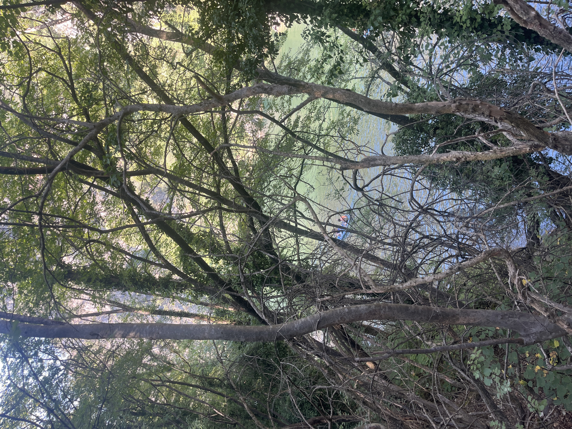 This image depicts a serene natural scene, likely in a wooded area adjacent to a body of water. The foreground is dominated by dense foliage and tree branches, with some appearing dead and bare, creating a layered effect that partially obscures the background. Sunlight filters through the leaves, casting dappled light and shadows.
In the mid-ground, a person or persons are visible in a blue inflatable raft on a body of calm, green water. The water surface has gentle ripples, indicating a lack of strong current. The background reveals a steep, rocky incline, possibly a cliff face or hillside, covered in lush green vegetation. The overall impression is one of tranquility and natural beauty, suggesting an outdoor recreational area.