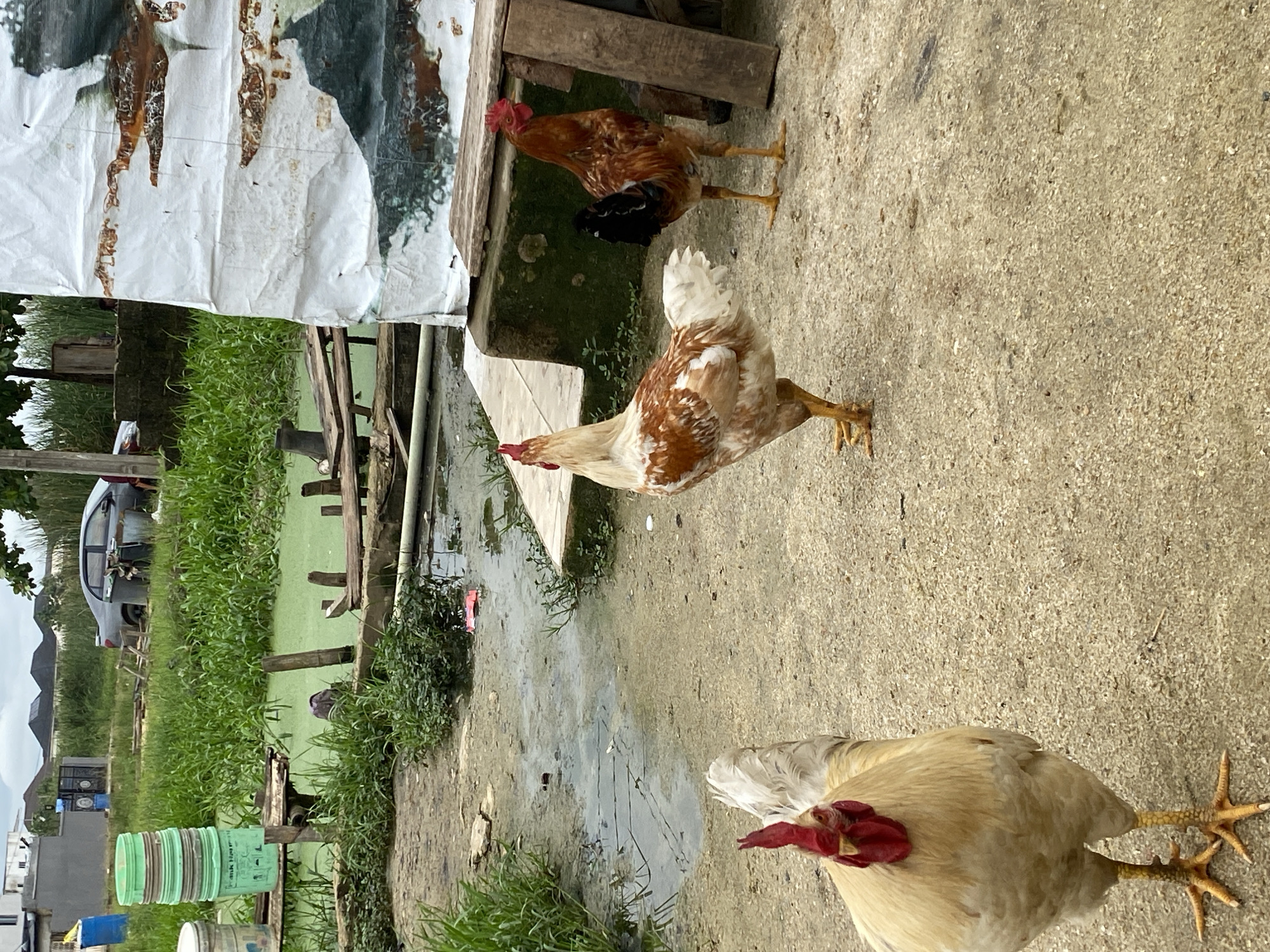 The scene depicts a rural or semi-rural area in Ado, Nigeria, evidenced by the presence of chickens, a potentially makeshift structure covered with a white tarp, and a car. Three chickens are visible: one with brown and white plumage, a reddish-brown chicken, and a light tan or cream colored chicken. The ground appears to be a mix of dirt and concrete. In the background are green containers. Vegetation thrives nearby, and standing water is visible. A car is visible in the distance.