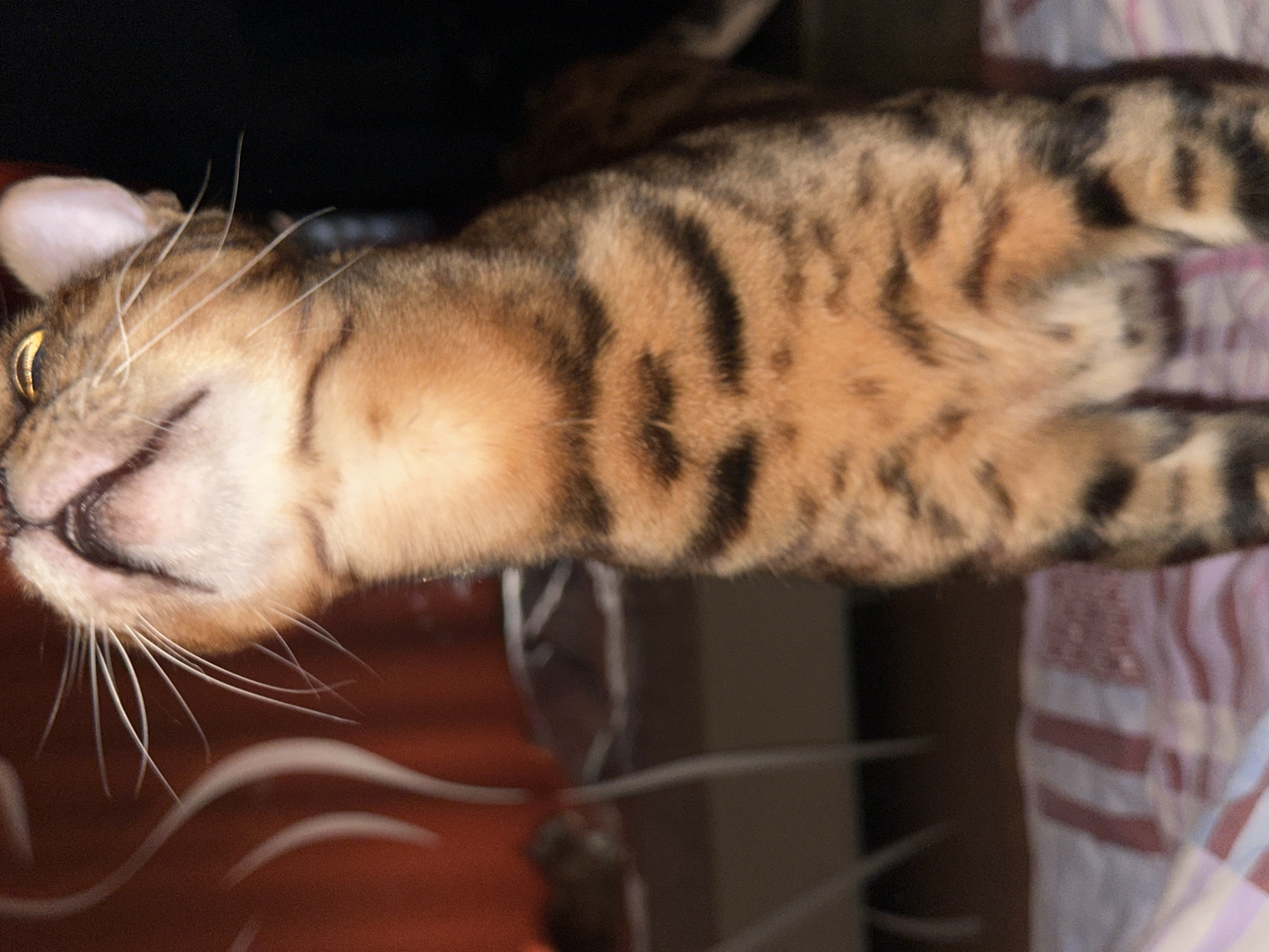A close-up, waist-up shot shows a tabby cat looking upwards with its mouth slightly open, revealing its pink tongue. The cat's fur is a mix of brown, black, and orange stripes. Its eyes are golden with visible pupils. The cat's whiskers are long and white. The background is dark on the right side and blurry orange and white on the left. The lower part of the image shows a portion of a pink and white striped fabric. The image is undated and its location in Primorsk, Russia, is not determinable from the visual information provided.