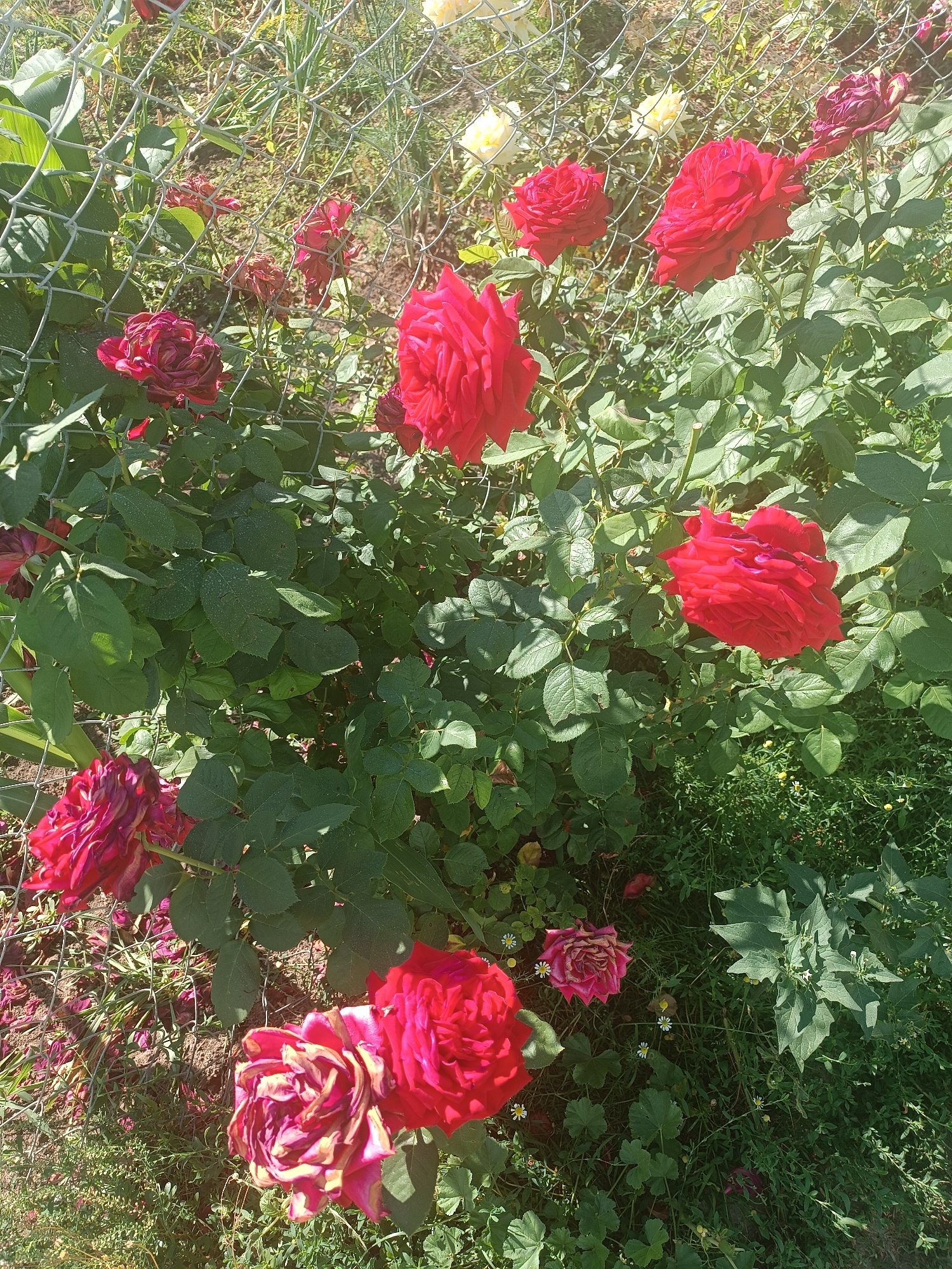 In a garden setting, likely in Cristești, Moldova, numerous roses are in bloom, predominantly in shades of red and magenta. The roses are situated behind a chain-link fence, with some foliage and grass visible in the foreground and background. The lighting suggests it is daytime, with sunlight casting shadows. The overall scene depicts a natural outdoor environment focused on the cultivation of roses.
